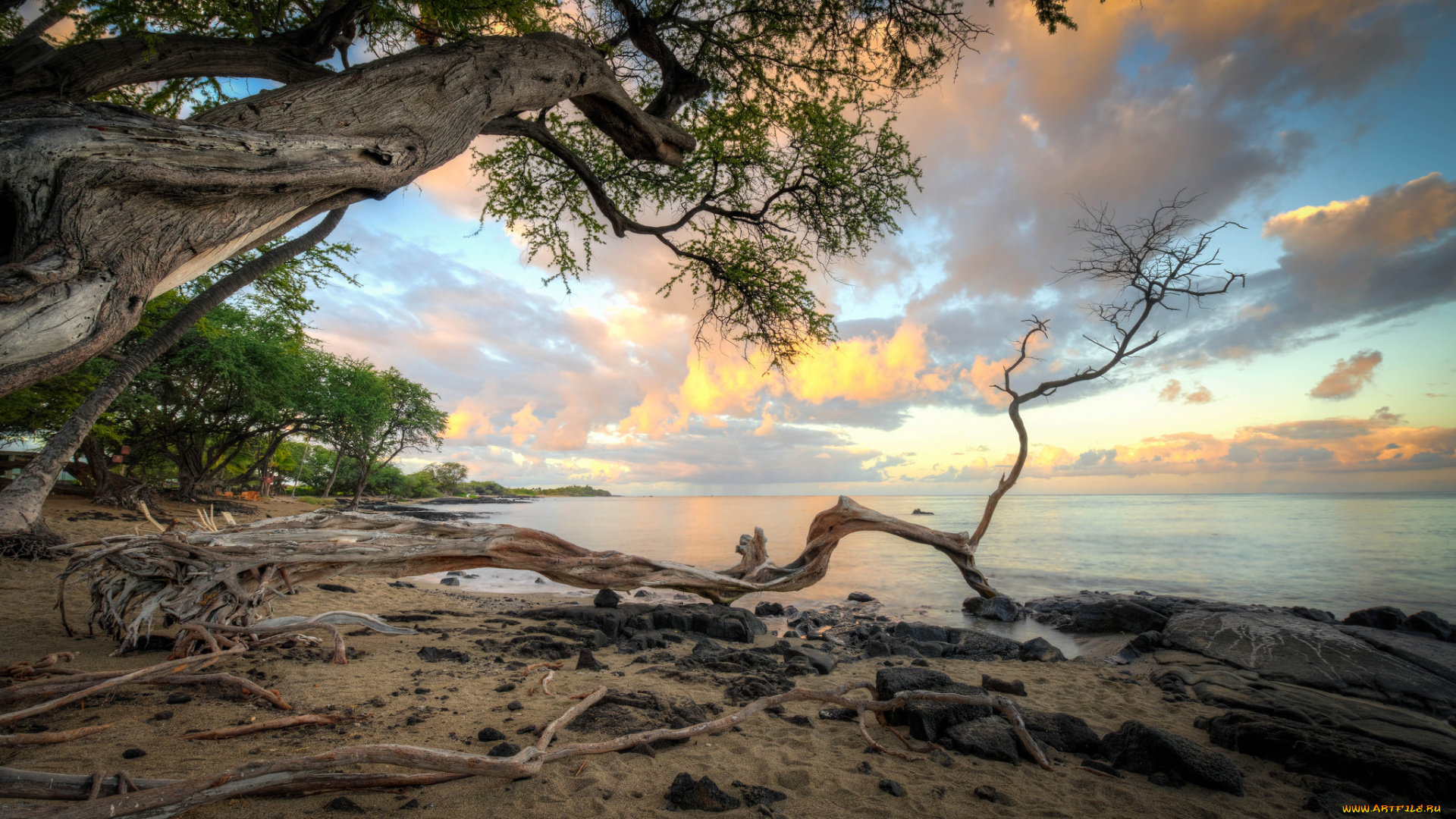 природа, побережье, море, берег, лес