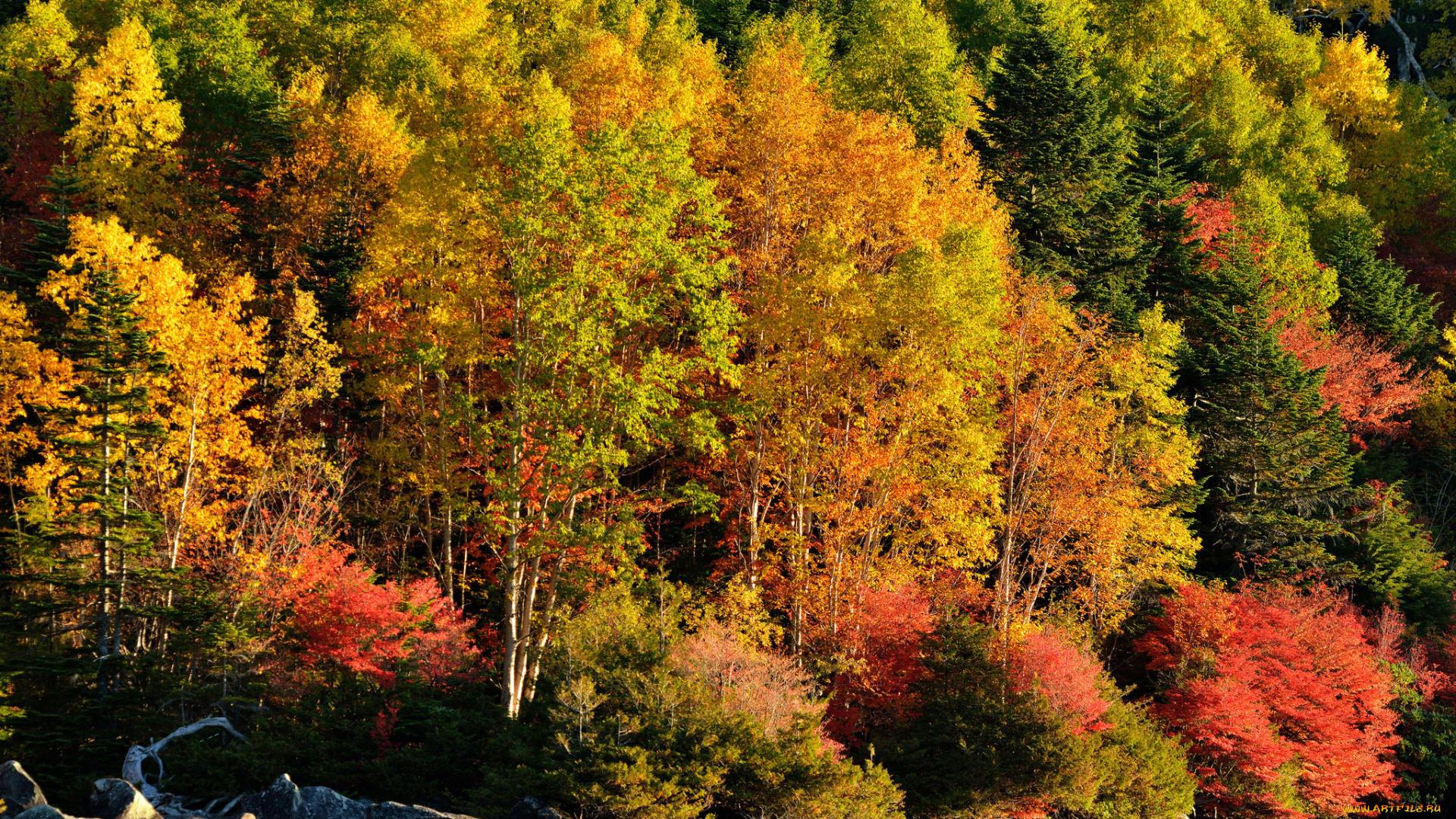 природа, реки, озера, лес, деревья, река, осень, озеро, склон