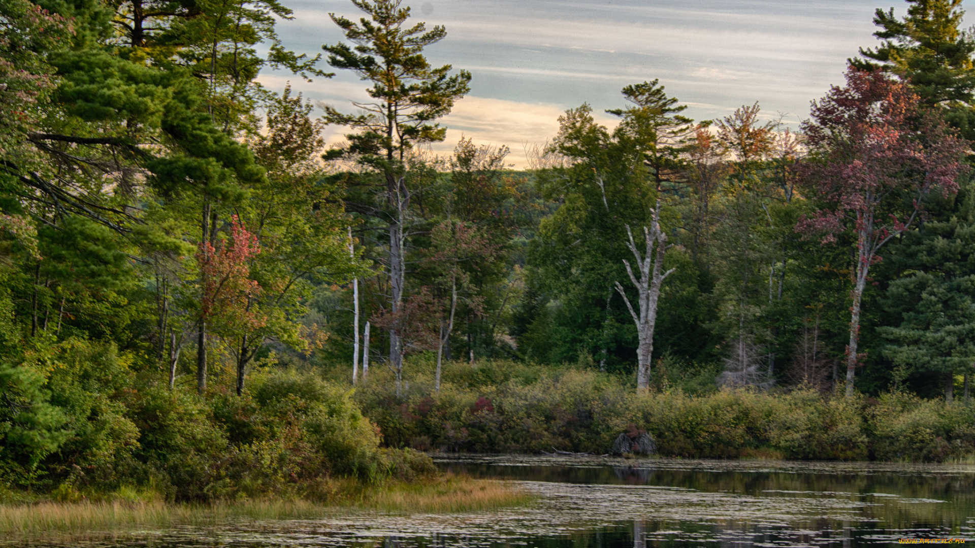 природа, реки, озера, лес, река