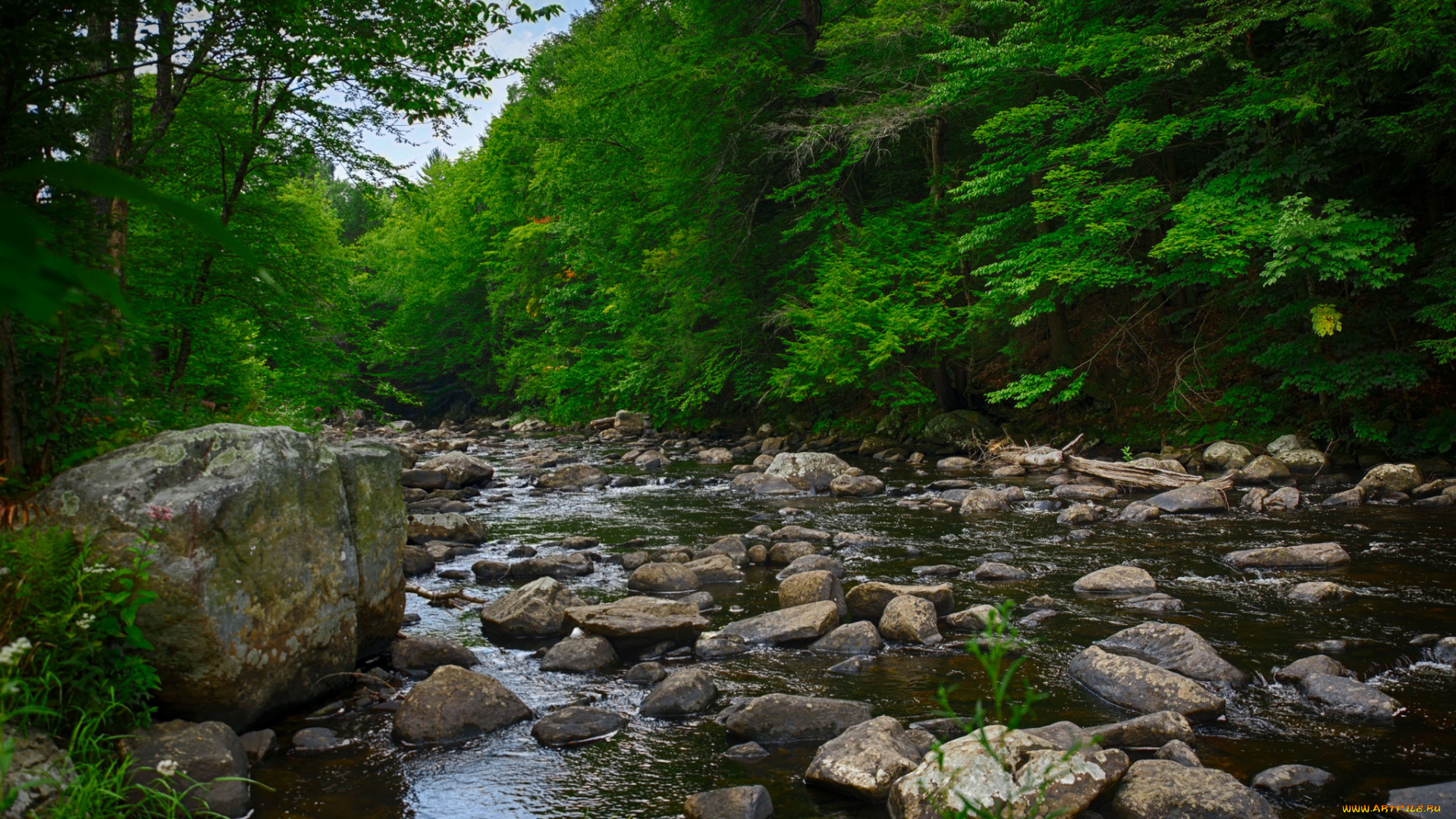 природа, реки, озера, лес, река