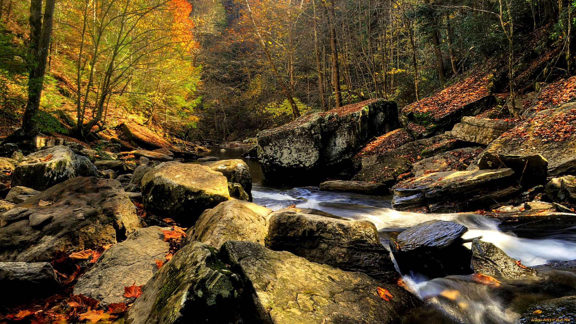 природа, реки, озера, лес, река