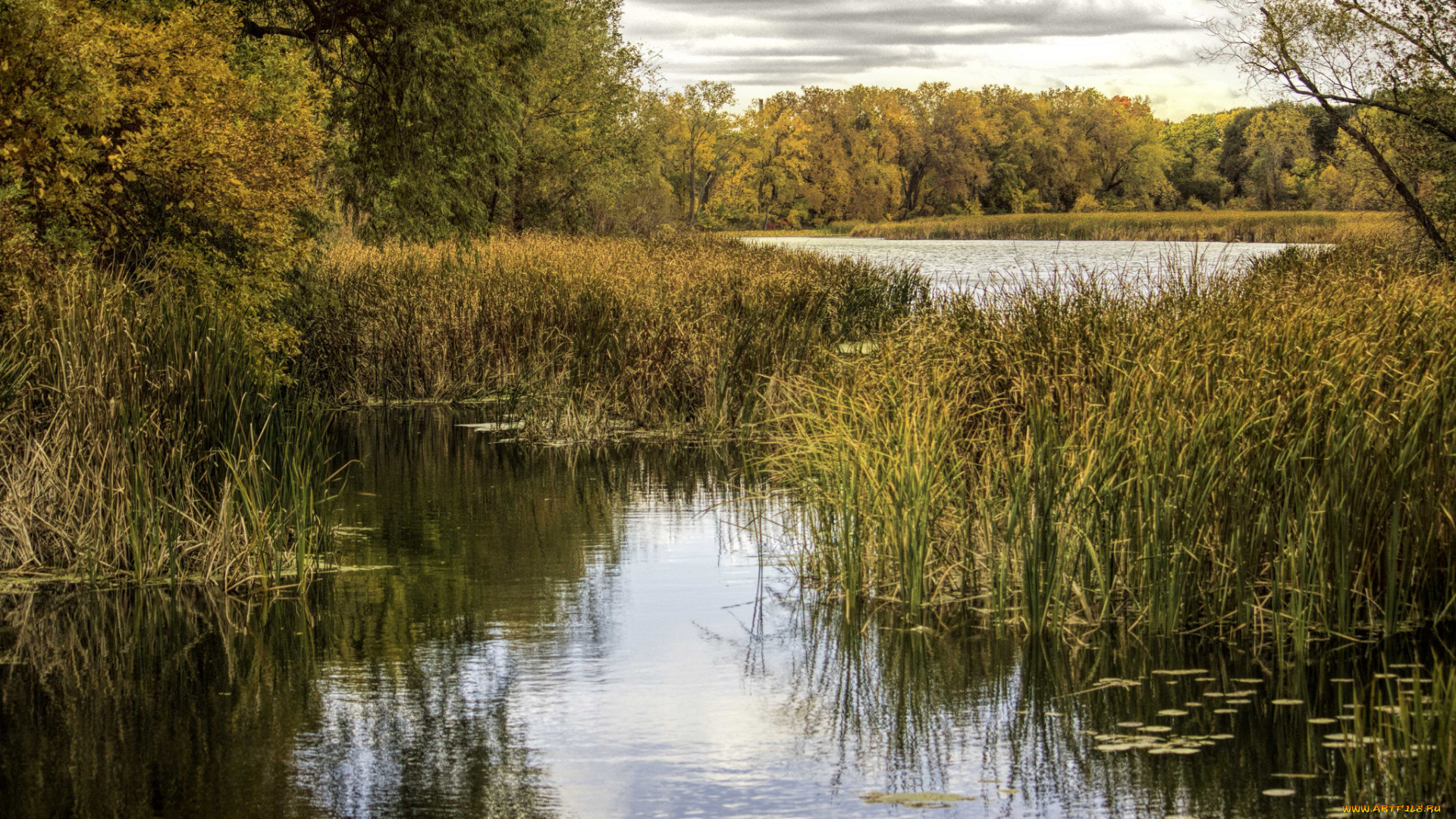 природа, реки, озера, лес, река