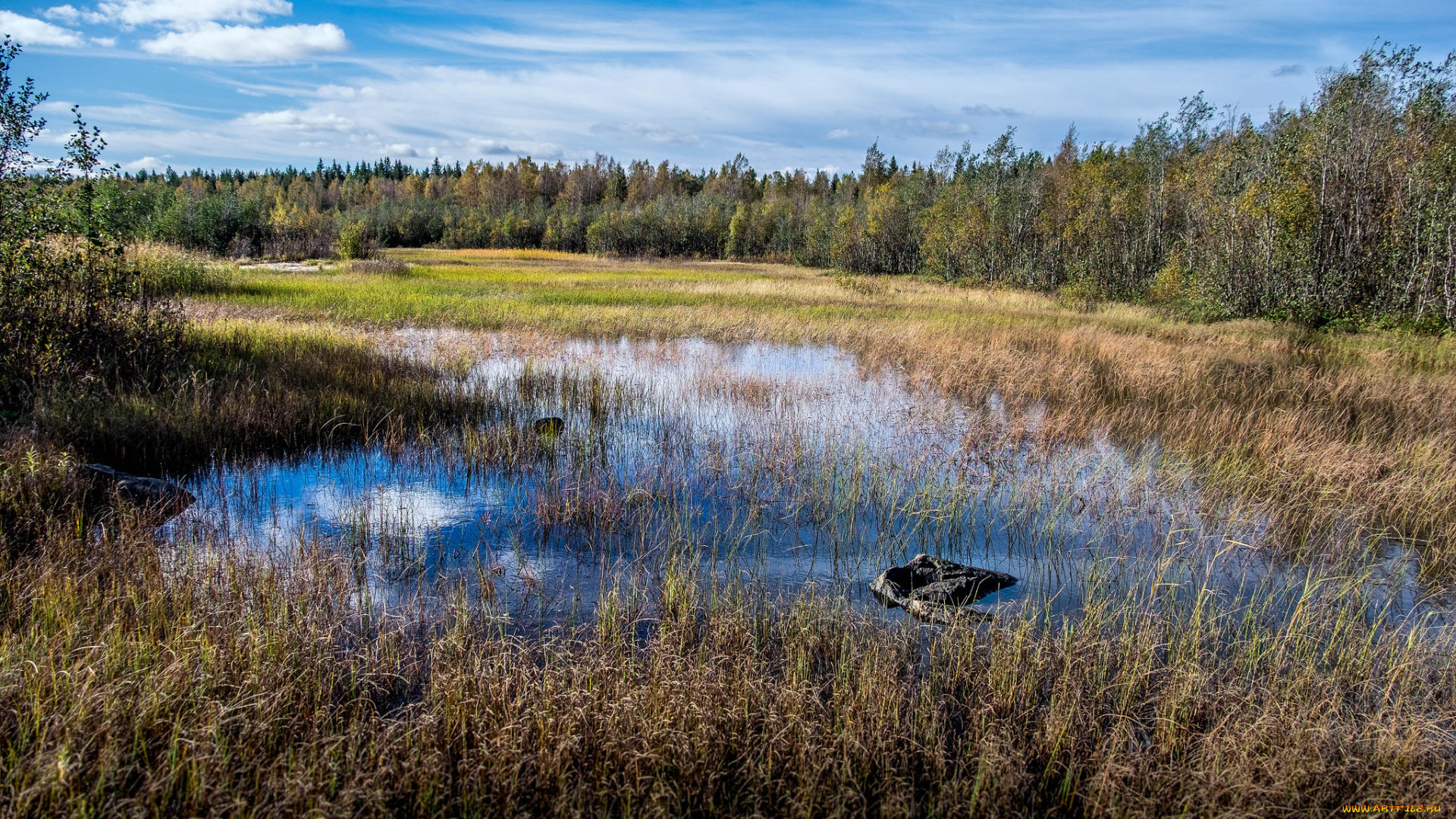 природа, реки, озера, река, лес