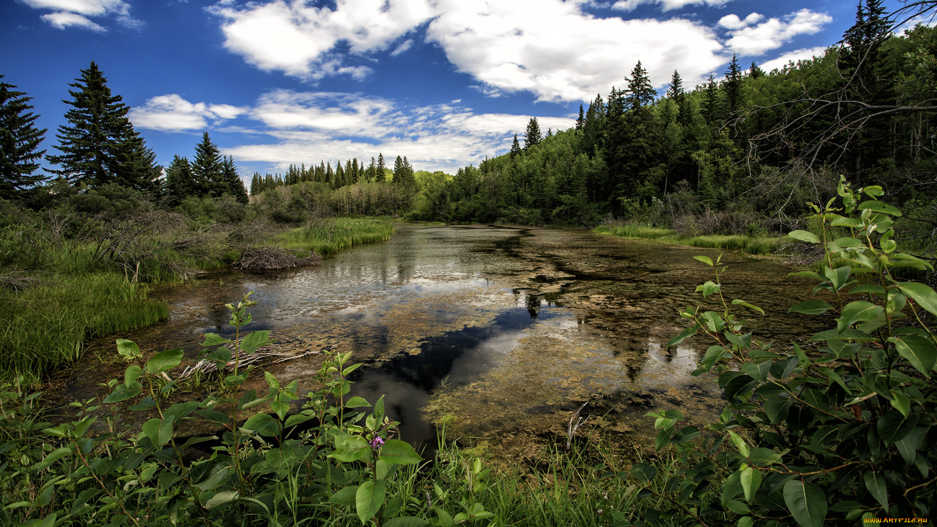 природа, реки, озера, река, лес