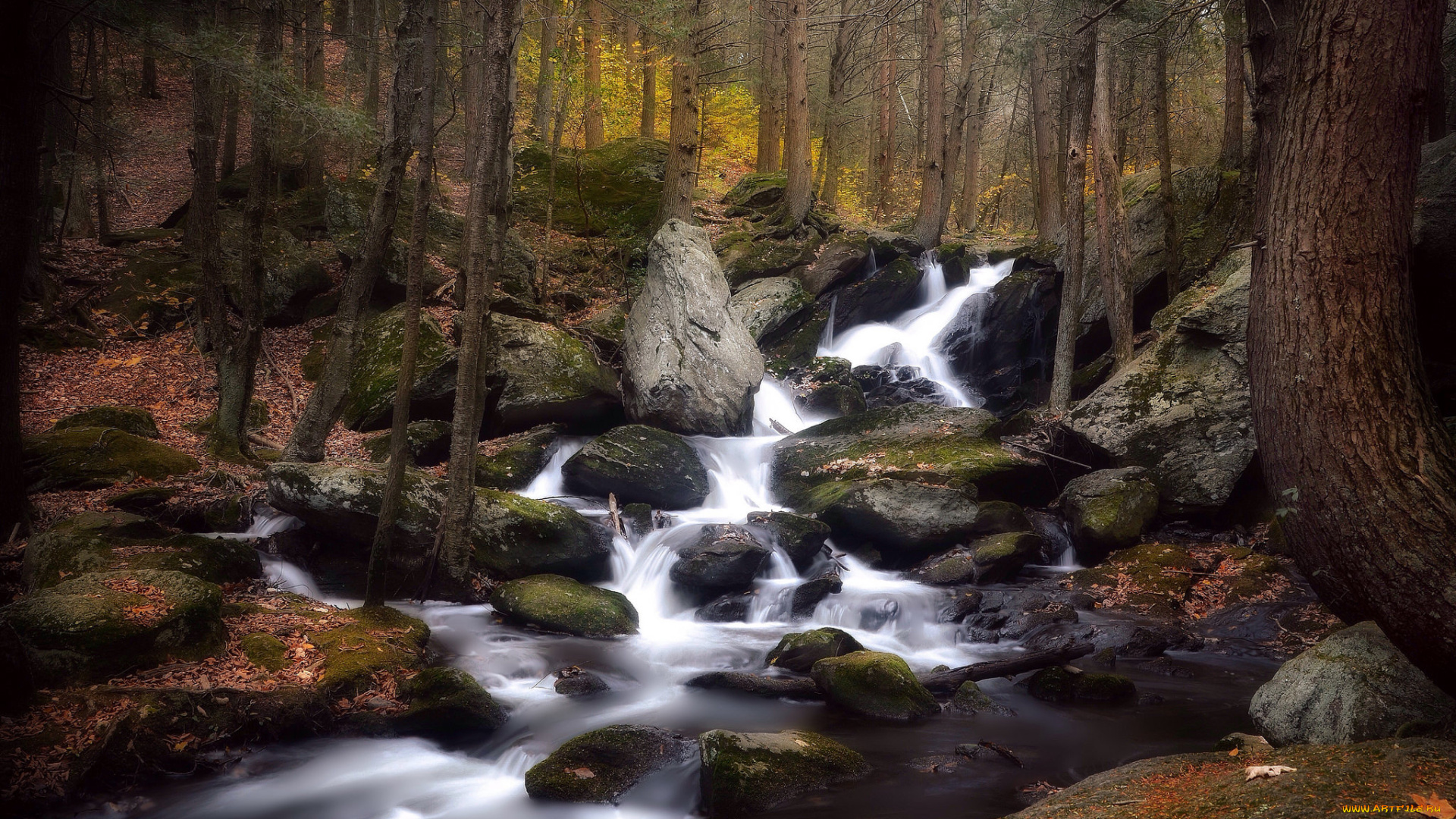 природа, реки, озера, река, лес