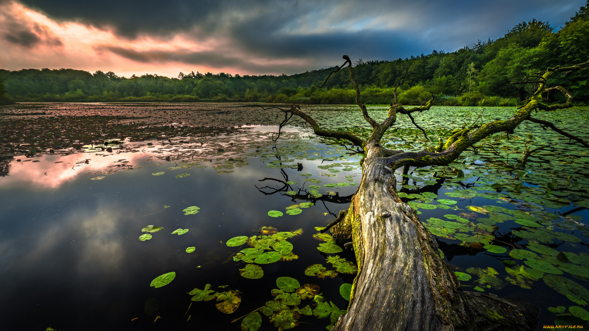 природа, реки, озера, река, лес