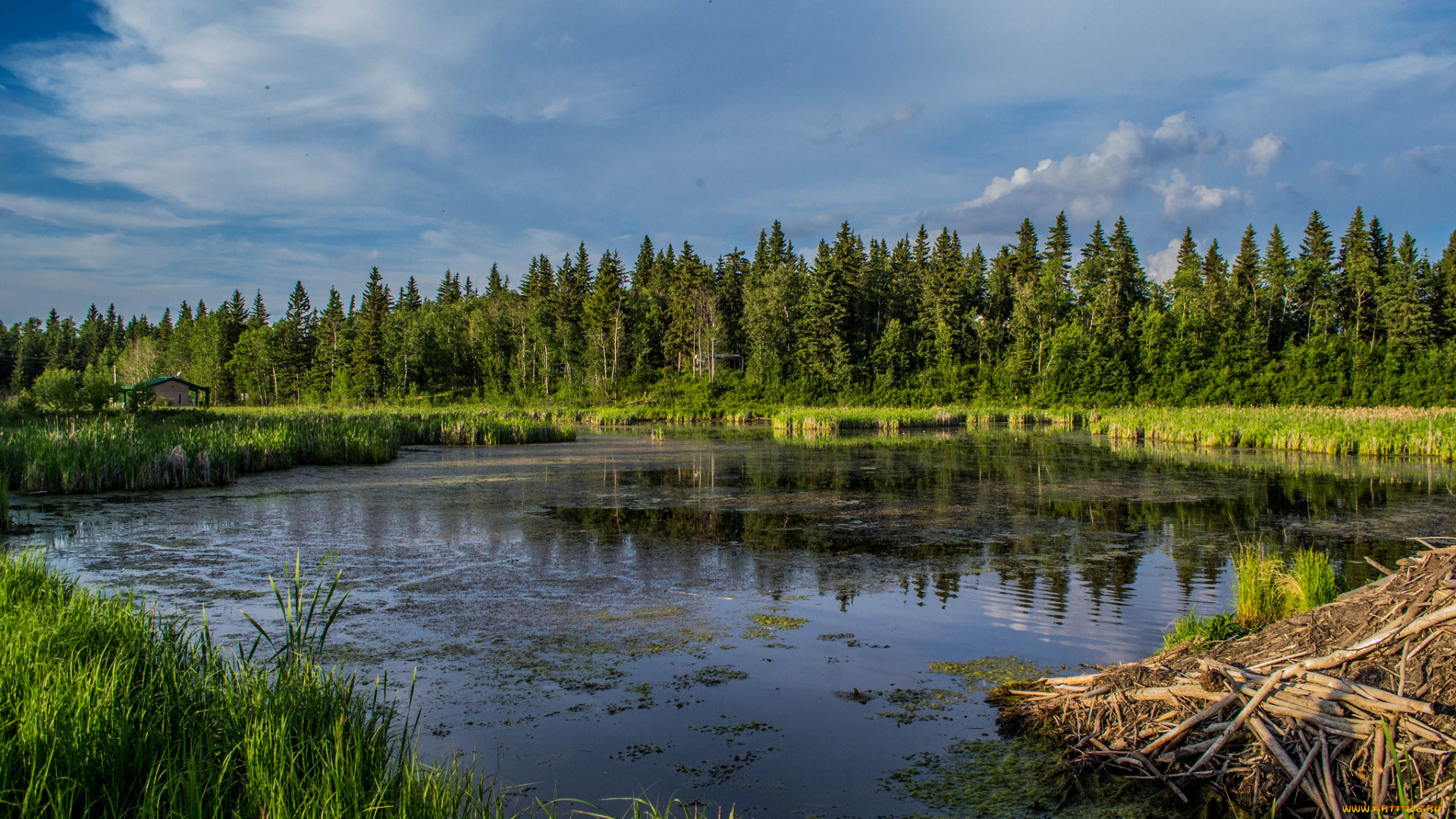 природа, реки, озера, река, лес