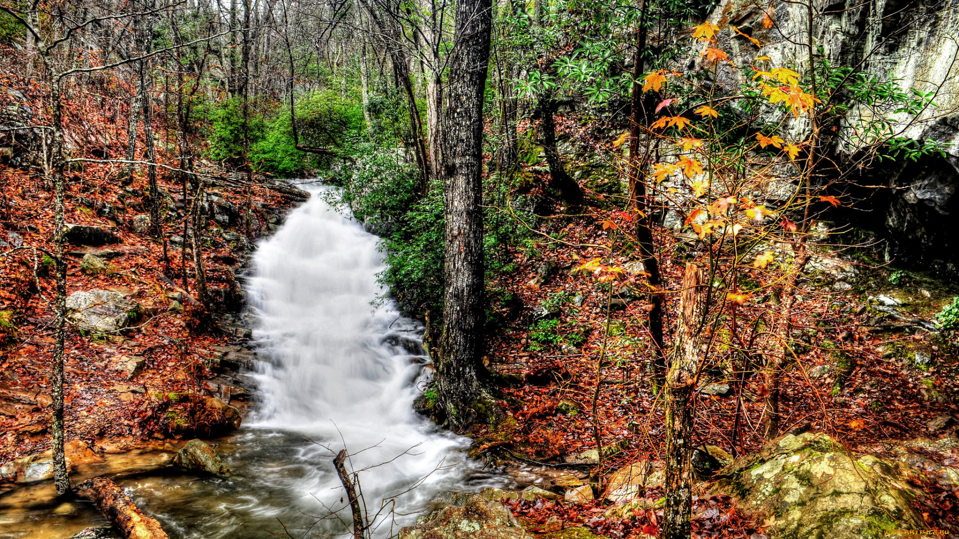 природа, реки, озера, река, лес