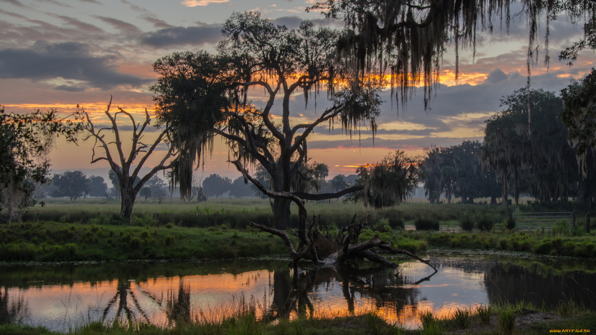 природа, реки, озера, река, лес