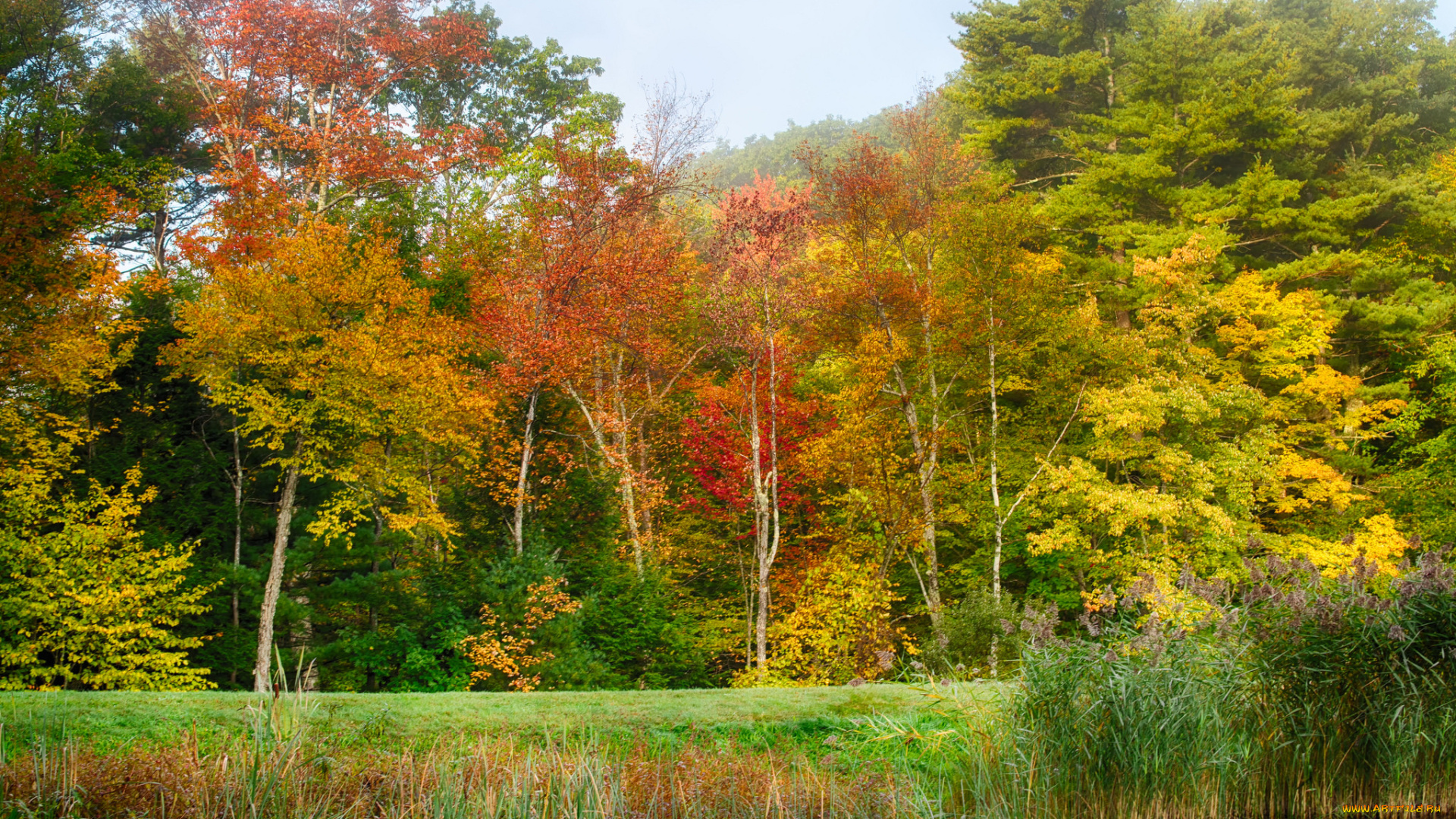 природа, реки, озера, река, лес