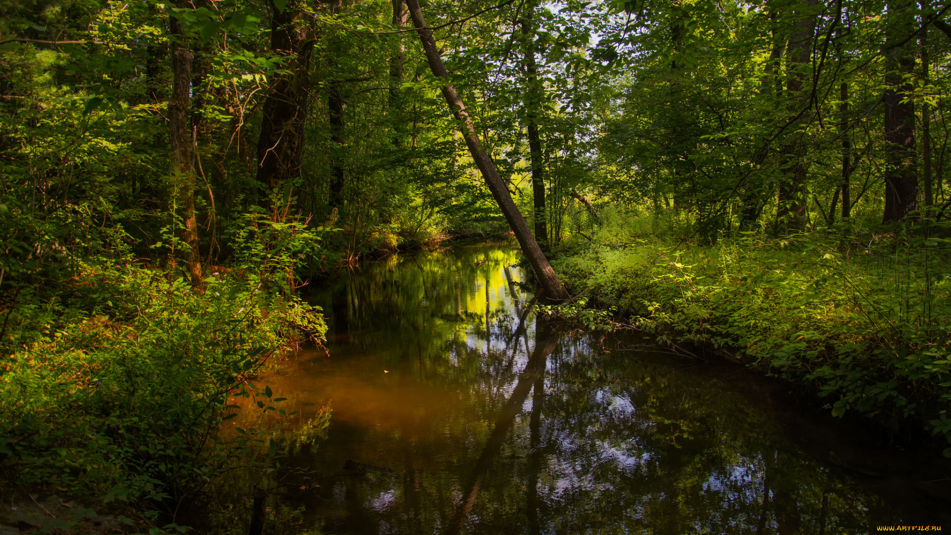 природа, реки, озера, река, лес