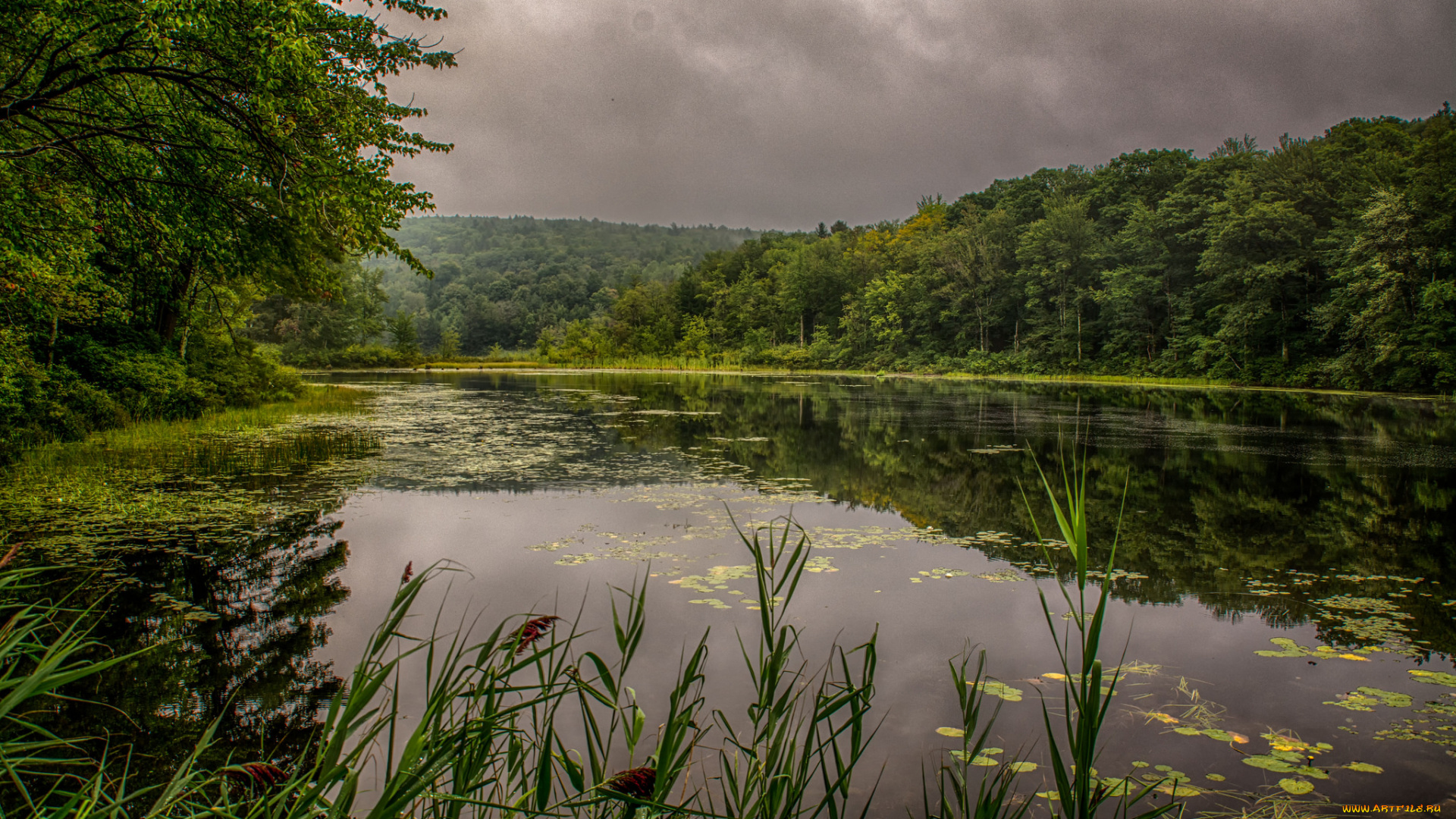 природа, реки, озера, река, лес