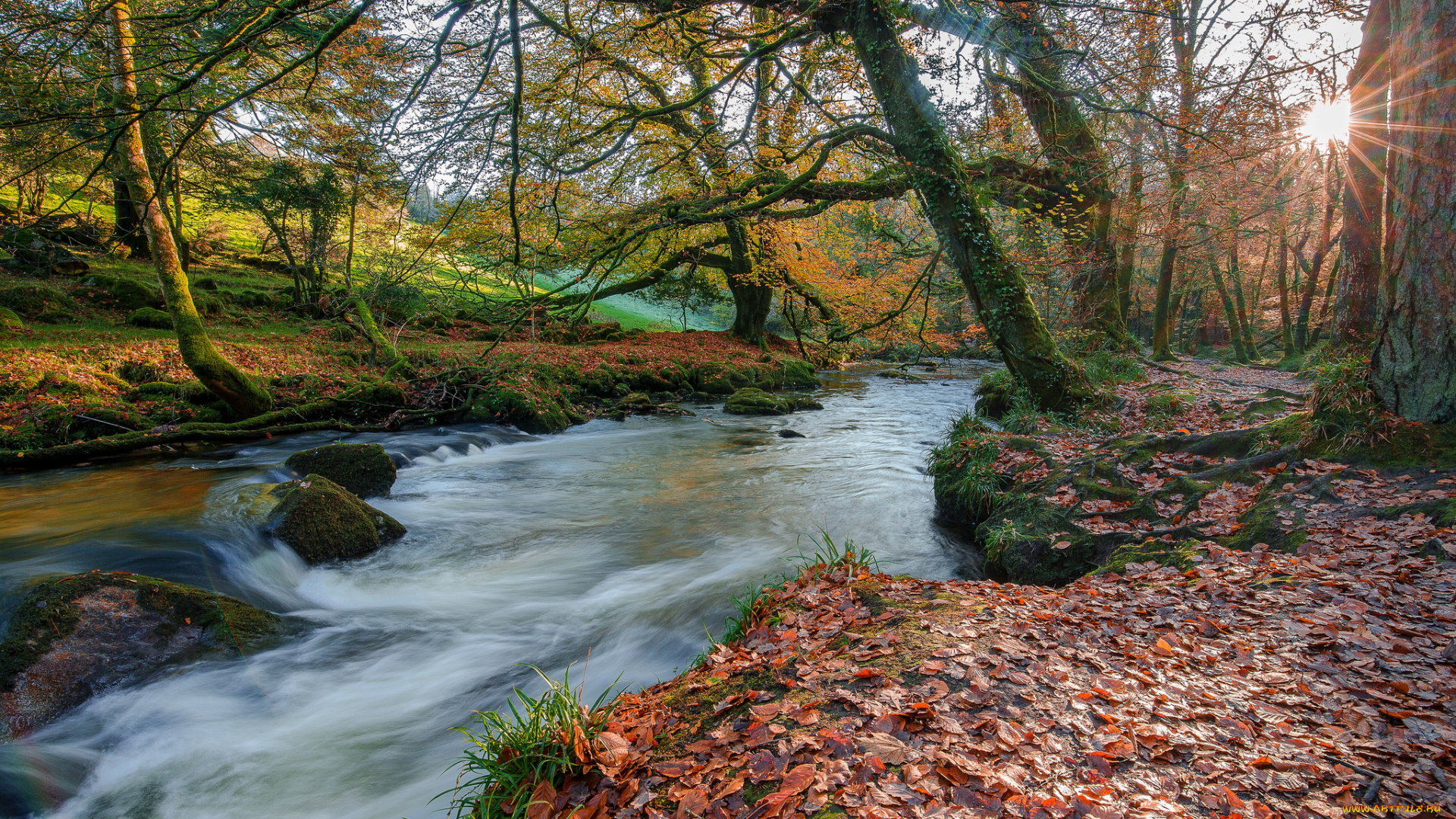 природа, реки, озера, река, лес