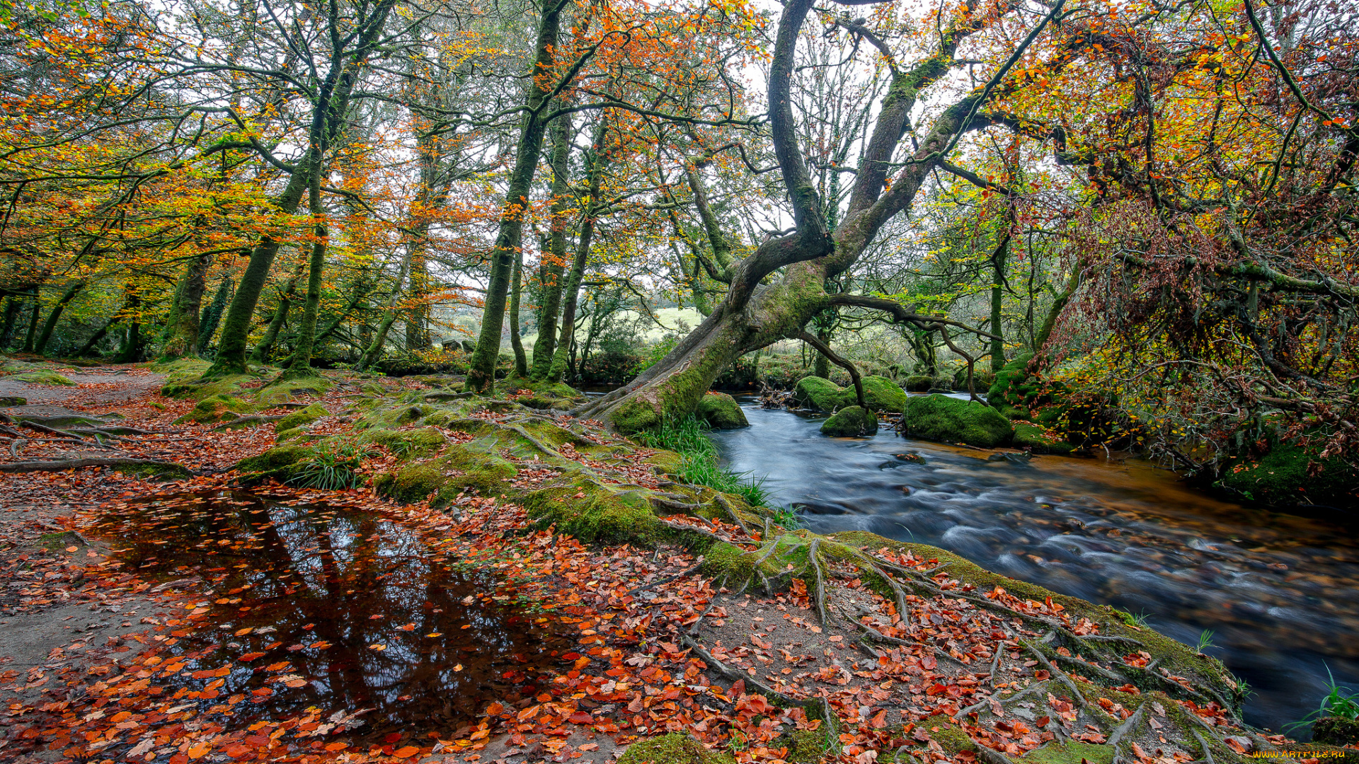 природа, реки, озера, река, лес