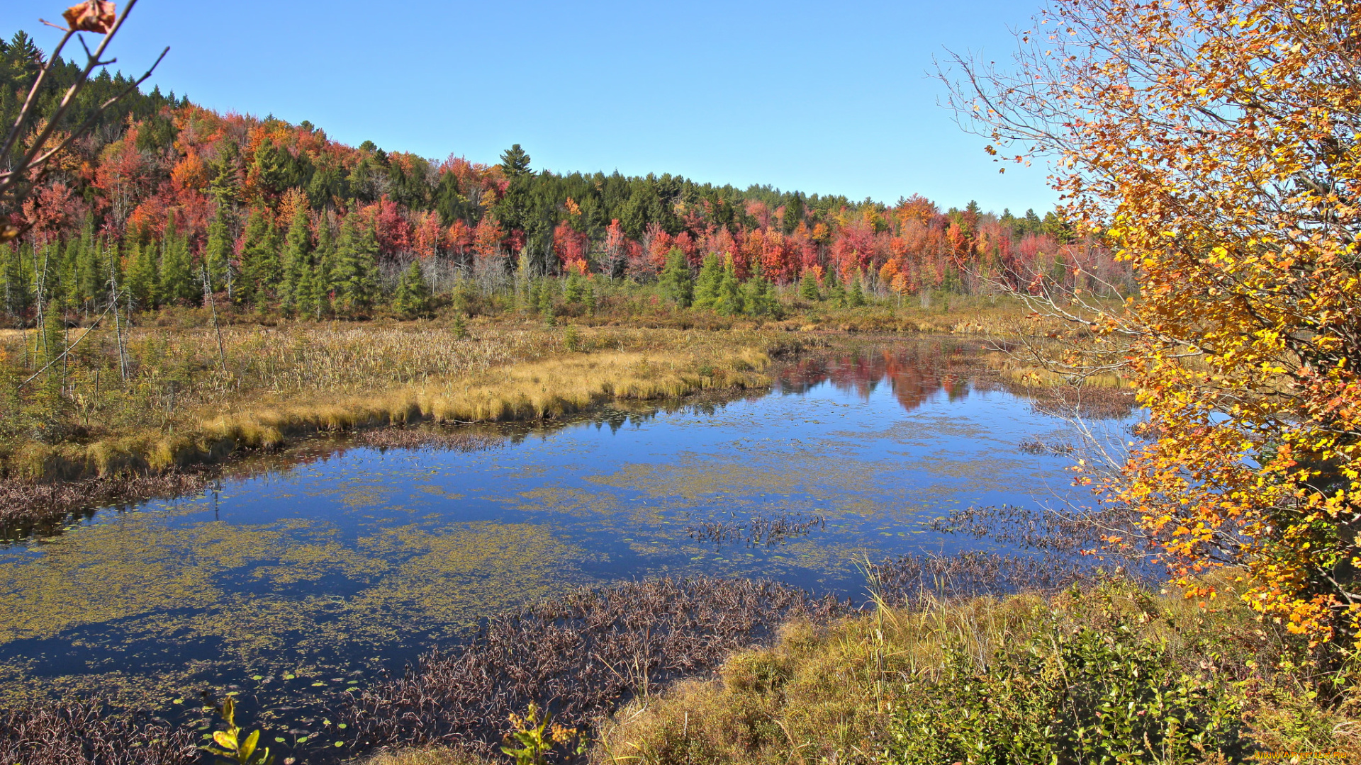 природа, реки, озера, река, лес