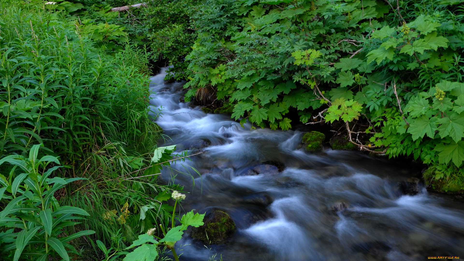 природа, реки, озера, река, лес