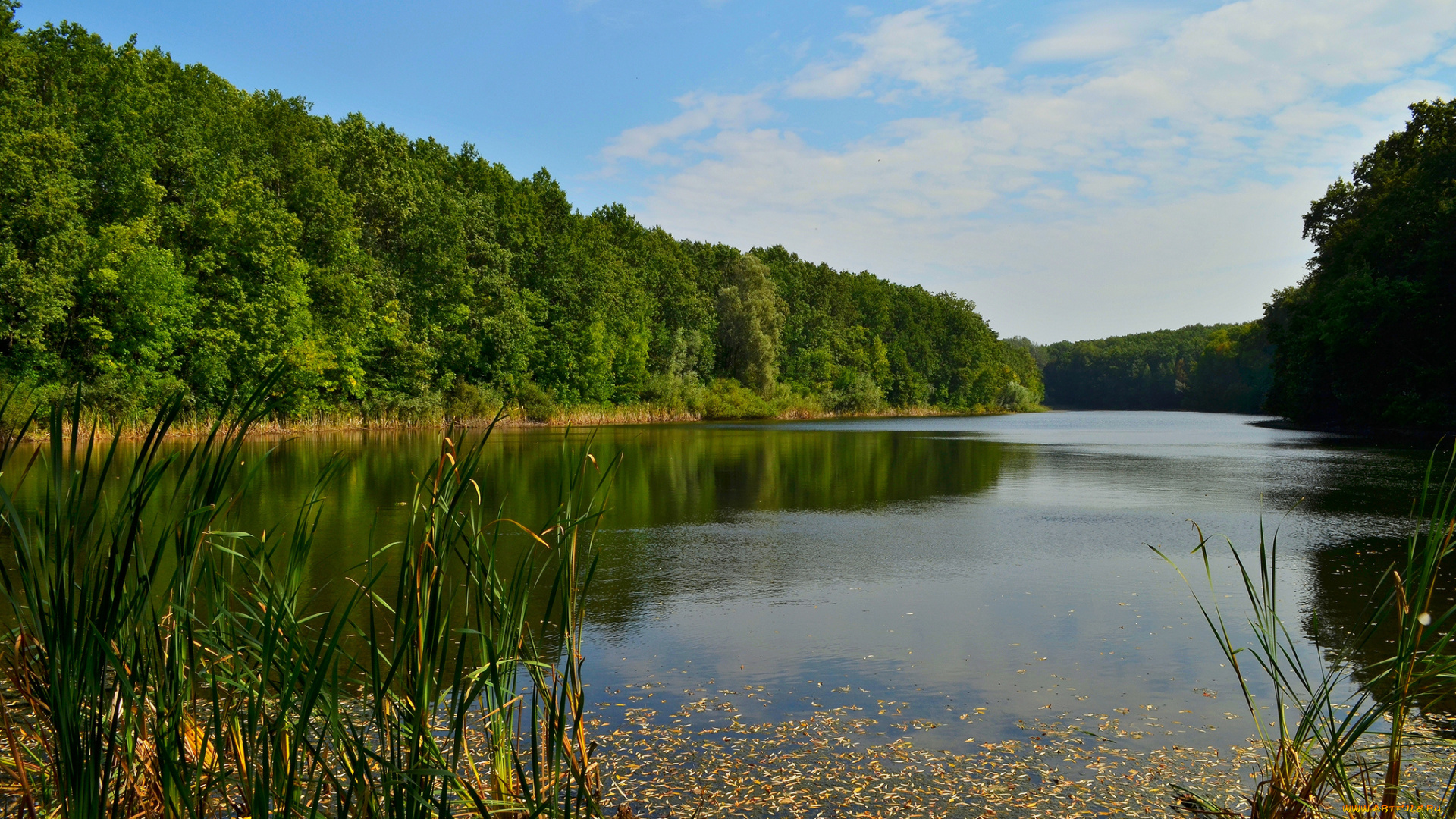 природа, реки, озера, река, лес