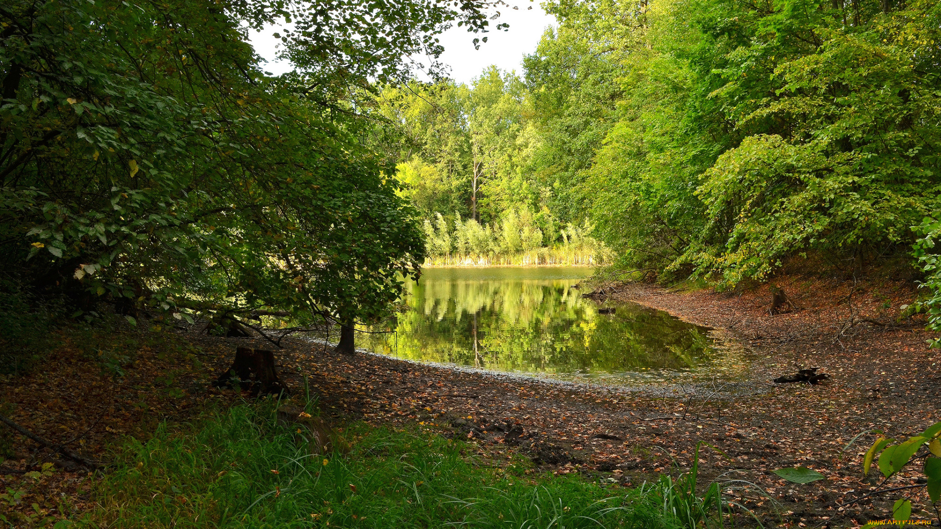 природа, реки, озера, река, лес