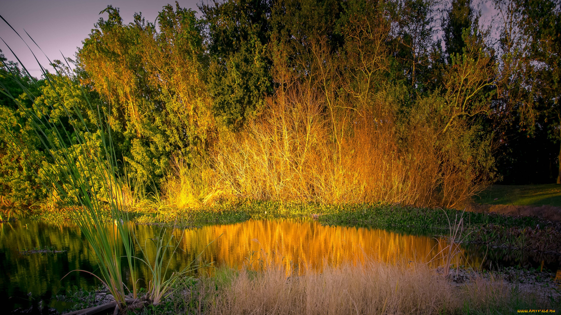 природа, реки, озера, река, лес