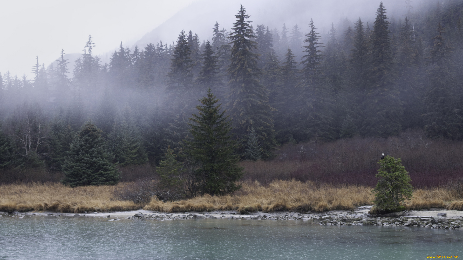 природа, реки, озера, туман, река, ели, лес, утро