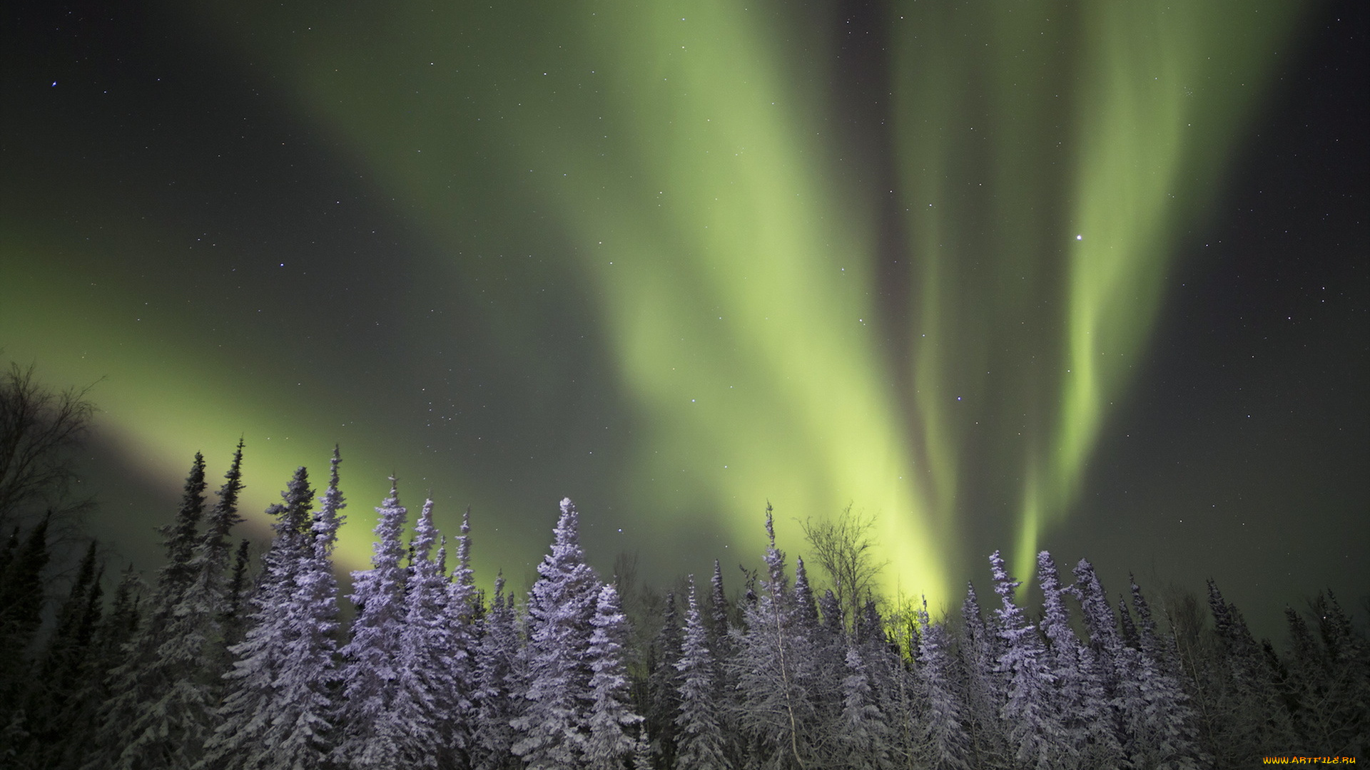 природа, северное, сияние, зима, лес, ночь