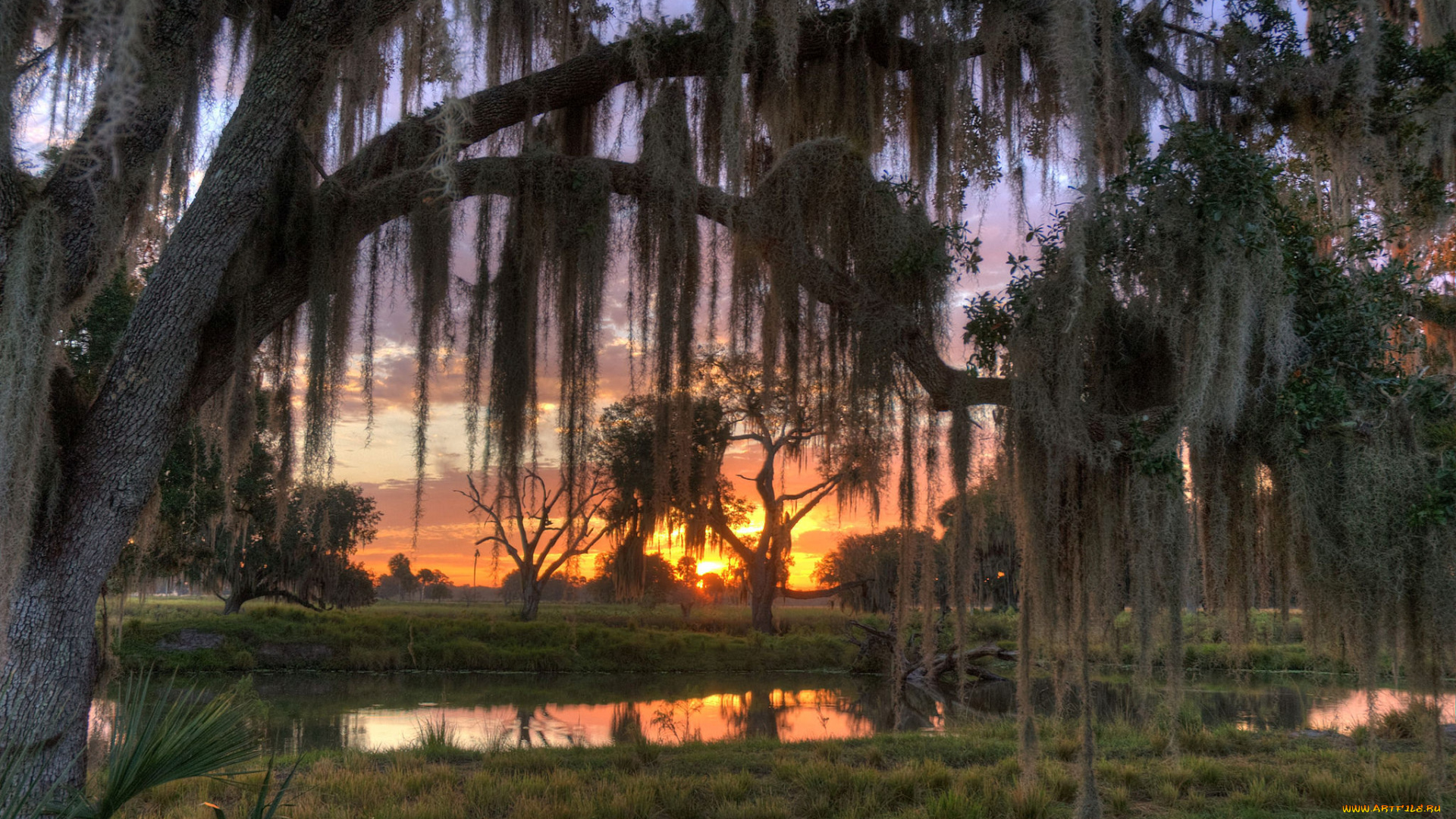 природа, восходы, закаты, река, лес