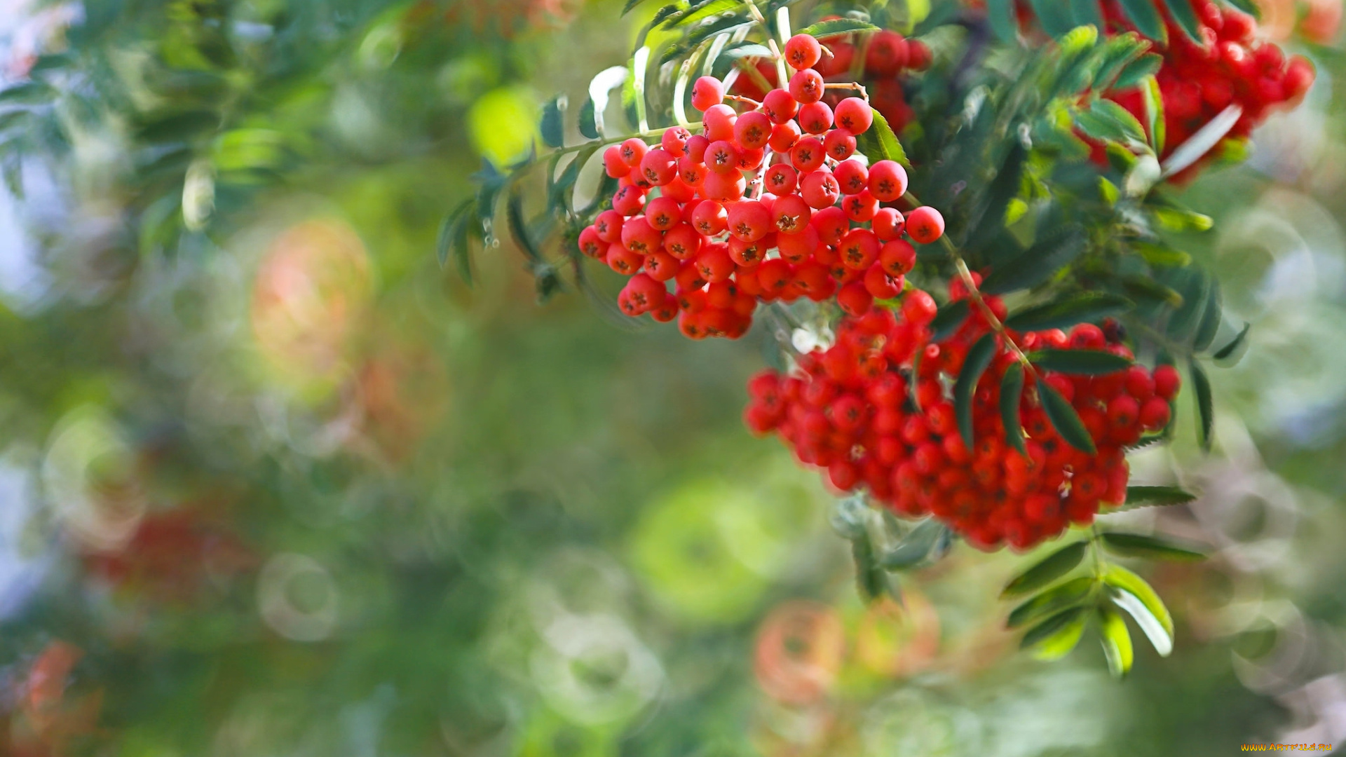 природа, Ягоды, , рябина, боке, ветка, ягоды, рябина, гроздья, рябины