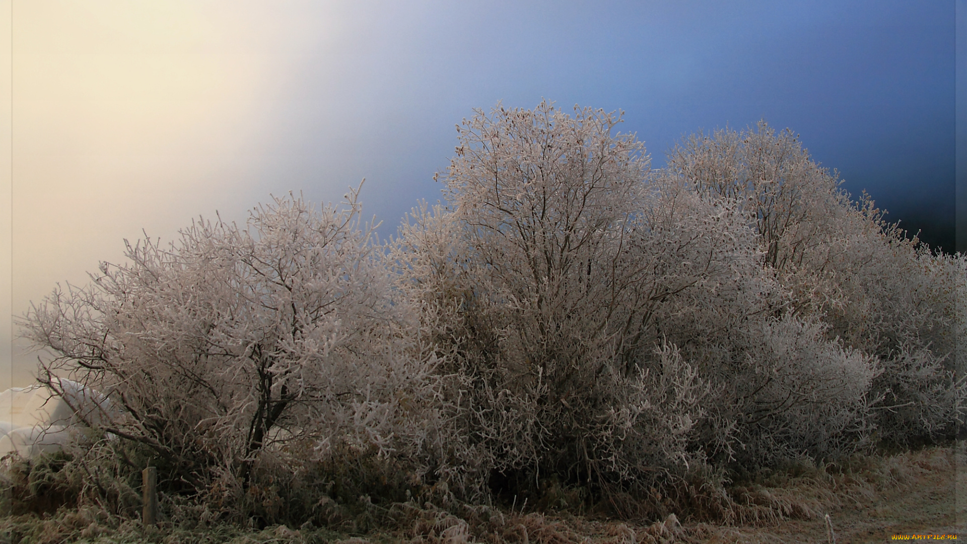 природа, зима, иней, деревья