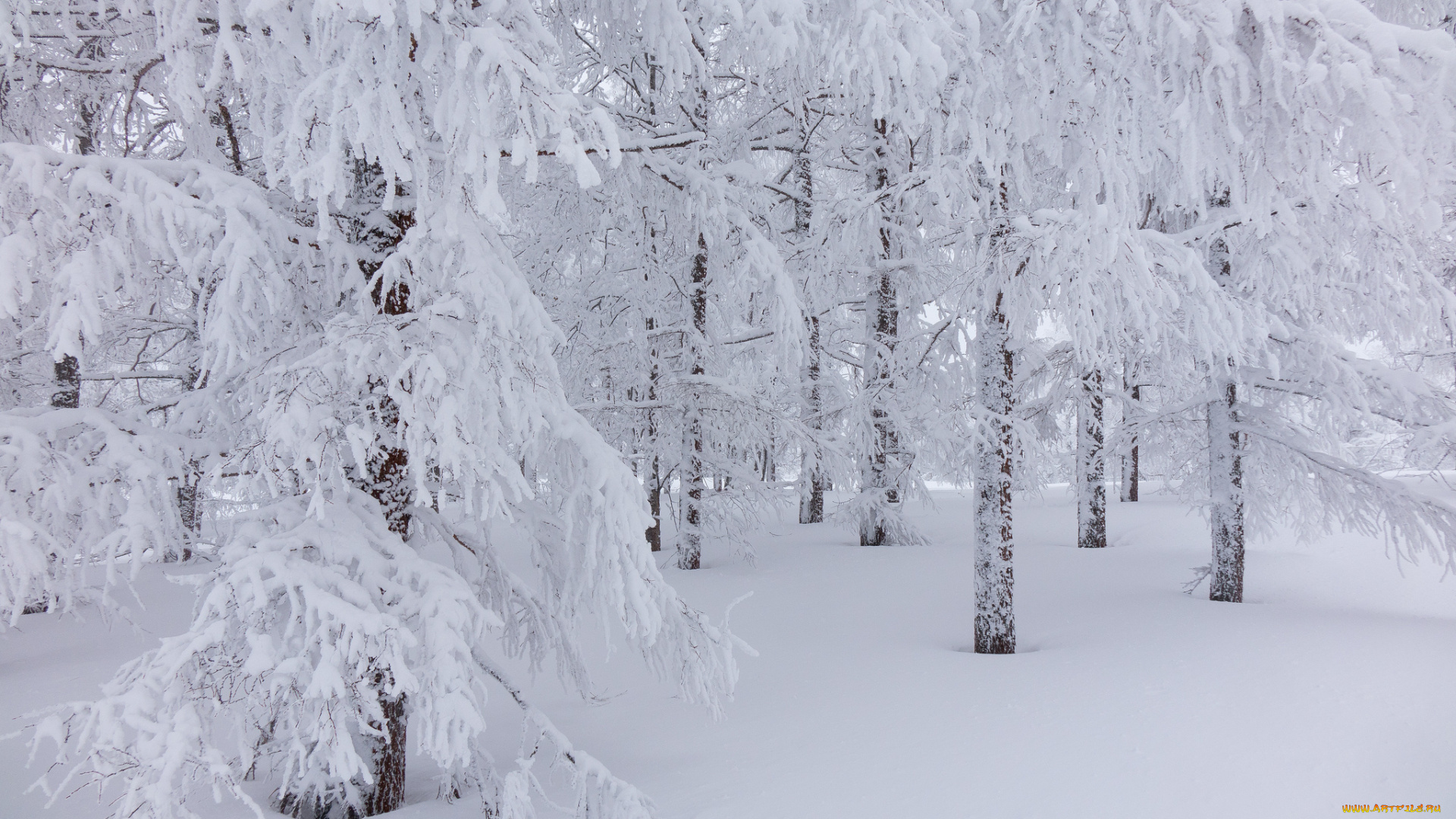 природа, зима, снег, деревья, лес