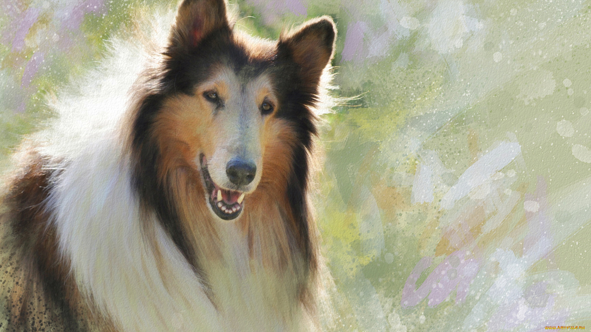 рисованное, животные, , собаки, солнечно, портрет, морда, колли, мазки, картина, живопись, рисунок, собака