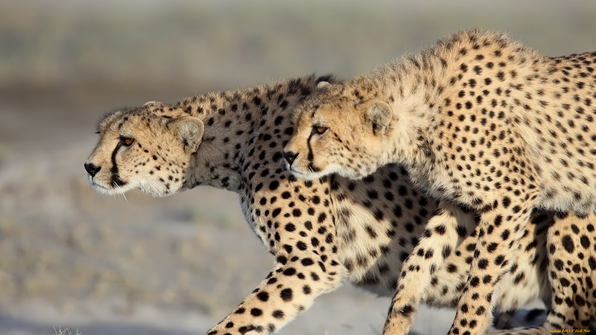 животные, гепарды, хищники, дикие, кошки, парочка