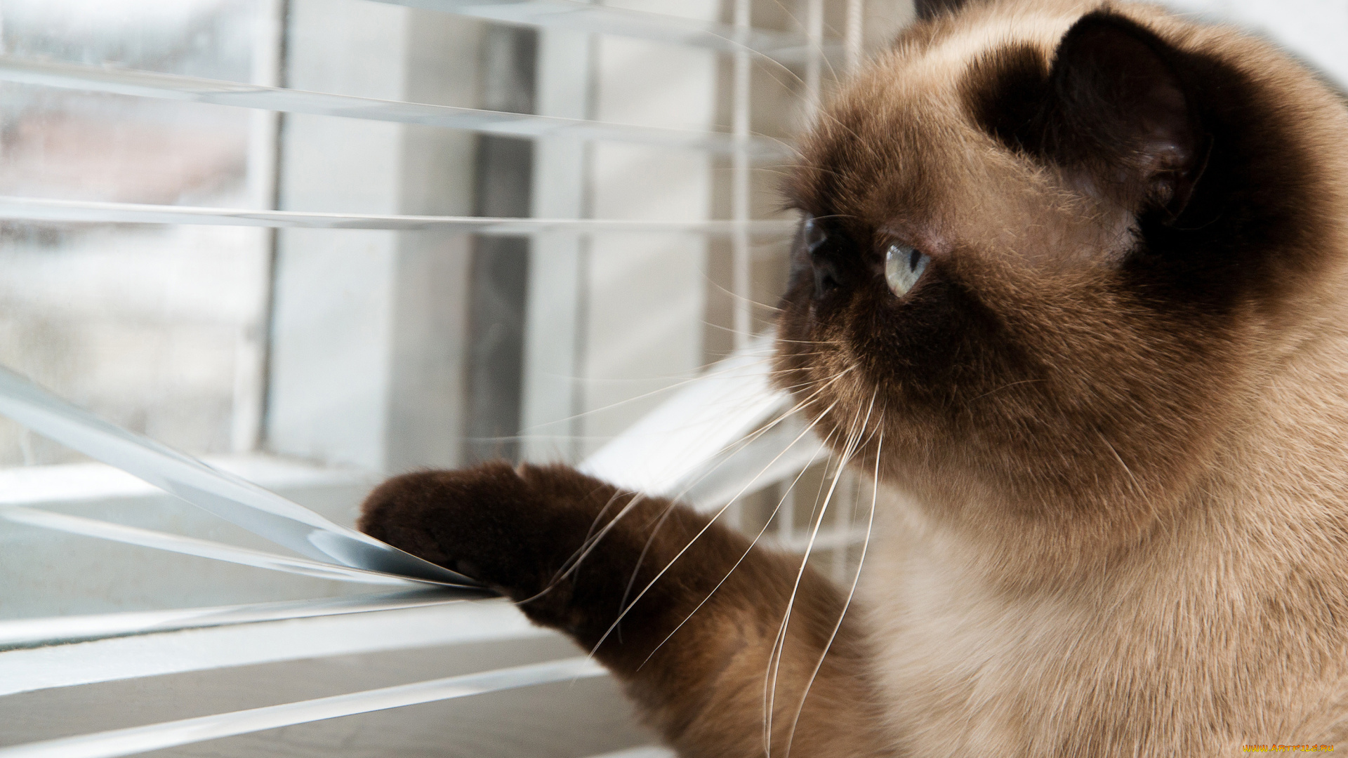 животные, коты, окраса, боке, британский, размытость, cat, шоколадный, короткошерстный, жалюзи, окно, улица, смотрит, хвост, лапы, усы, котяра, кот