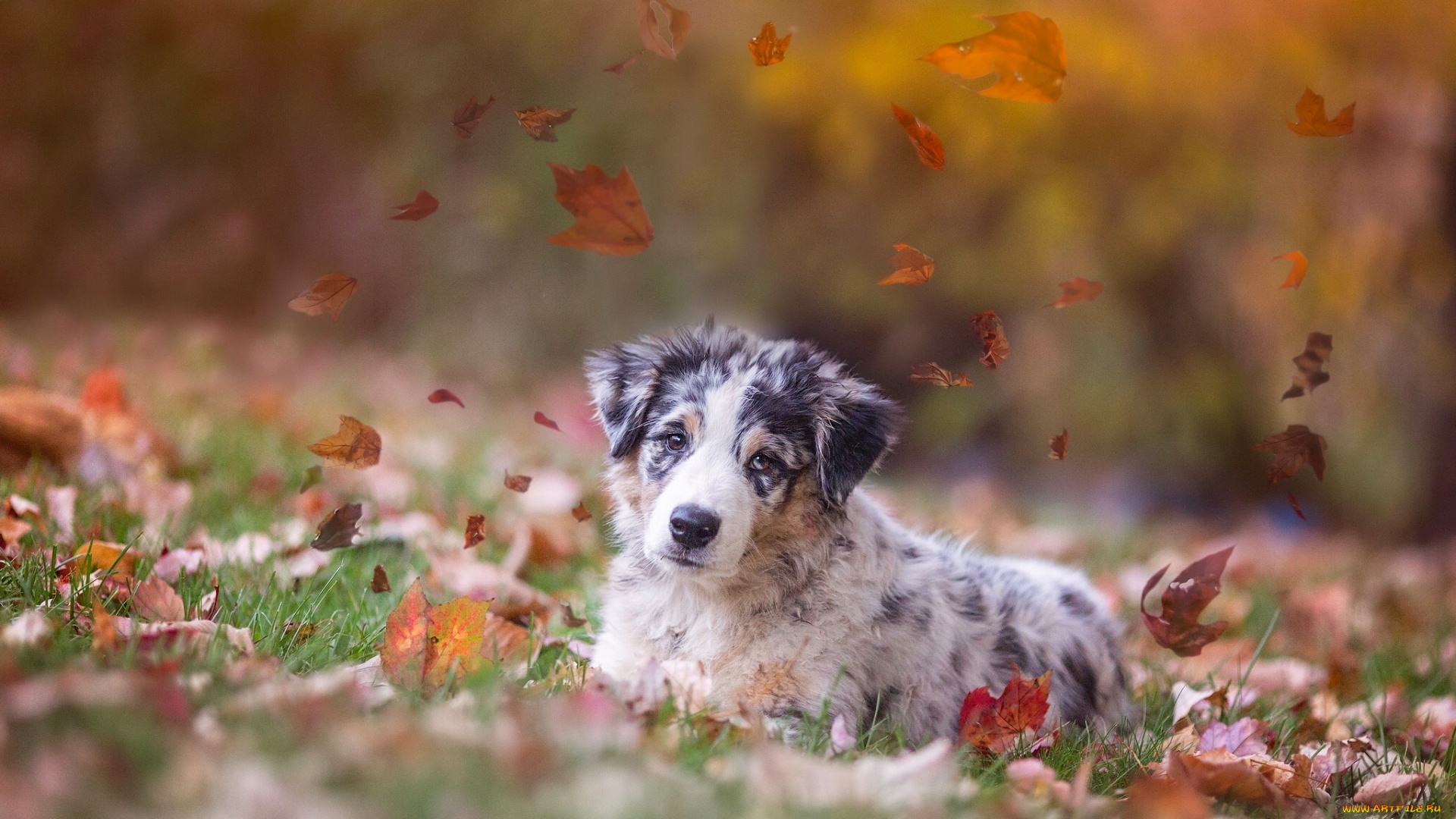 животные, собаки, осень, листья, щенок, собака, аусси, австралийская, овчарка