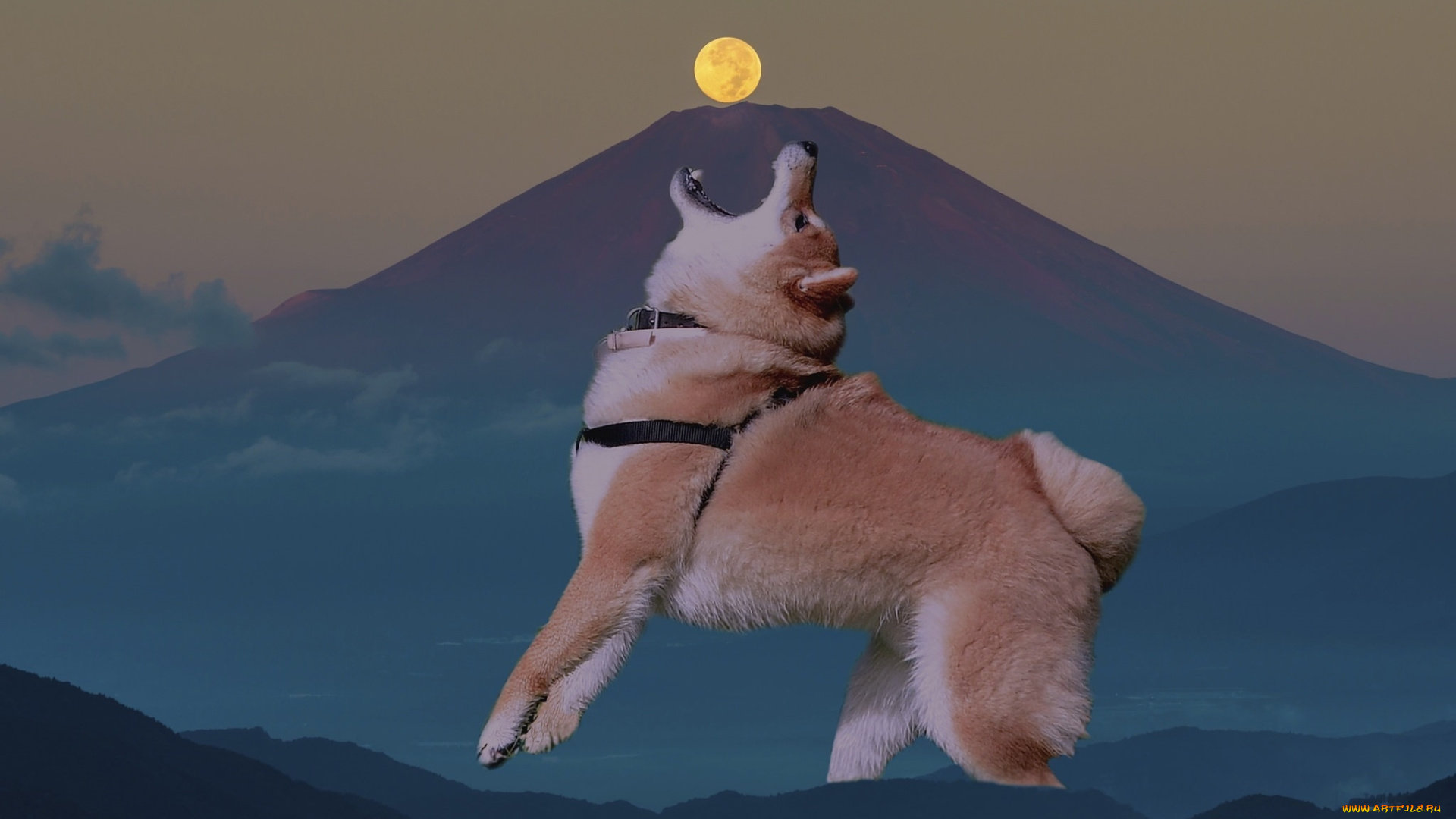 животные, собаки, собака, взгляд, луна, гора