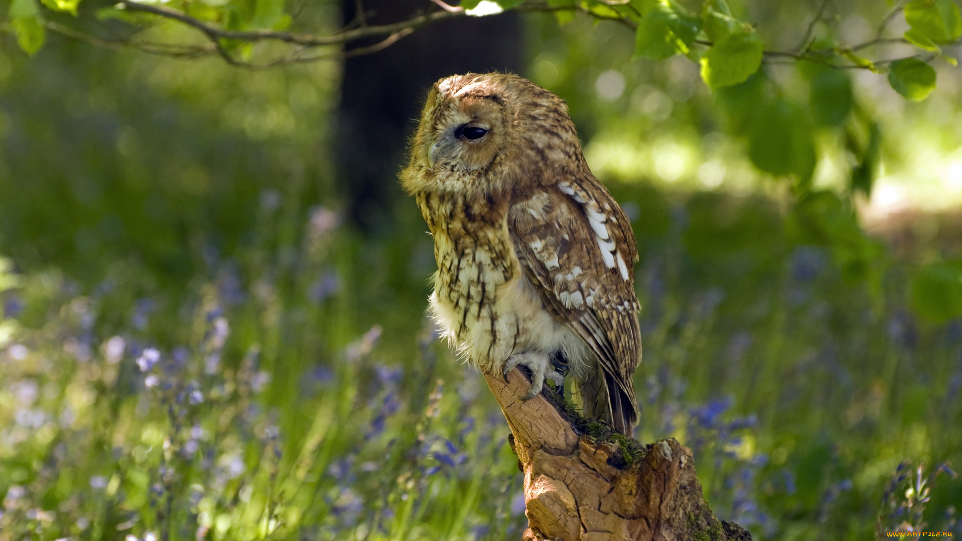 животные, совы, коряга, сова, птица, цветы, трава, лето, природа