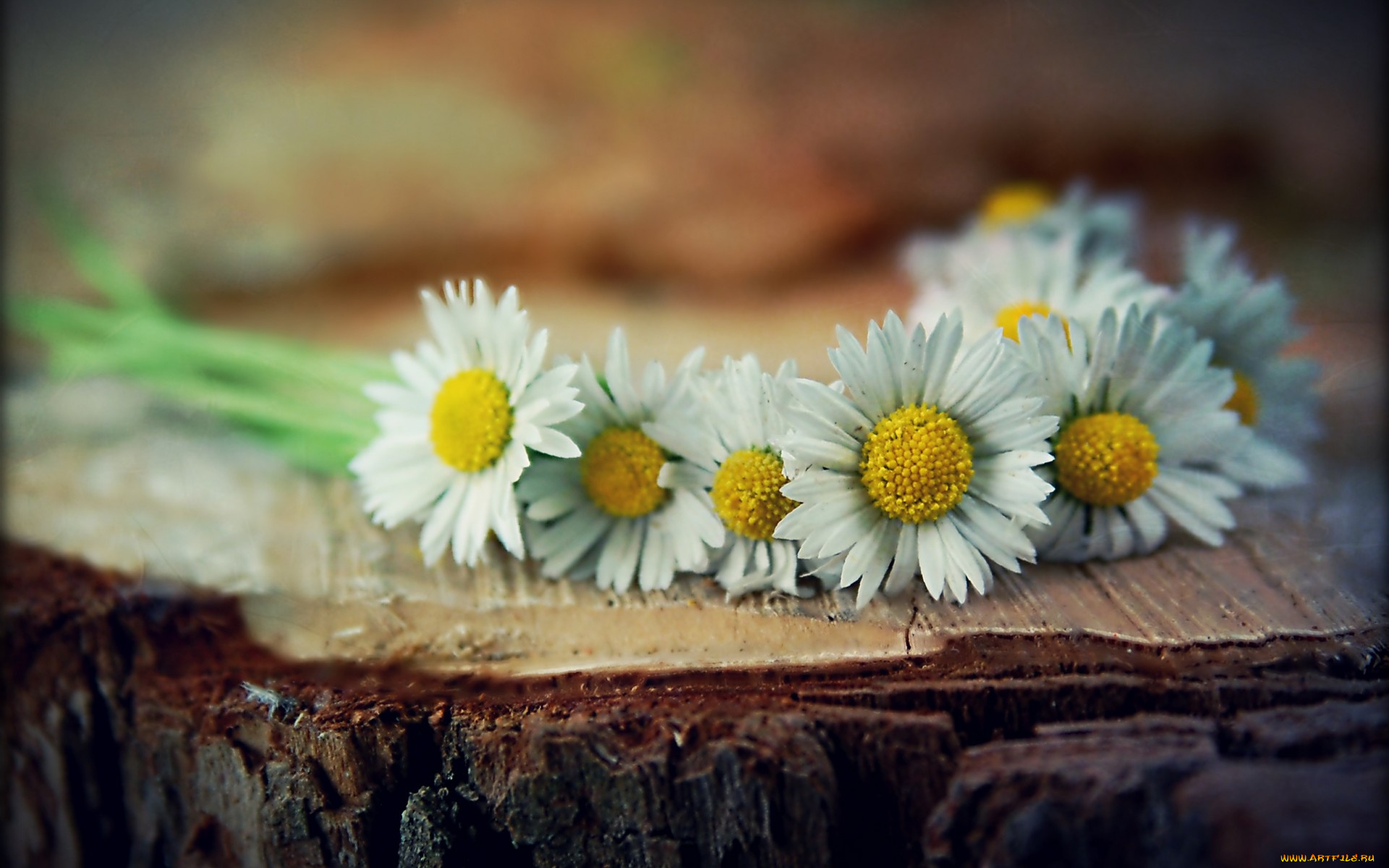 цветы, ромашки, пень