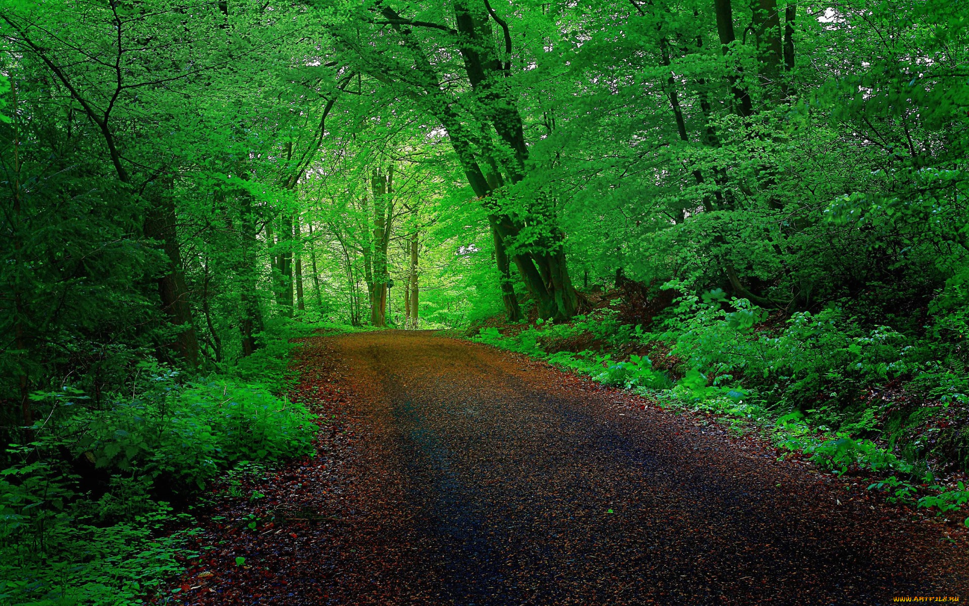 природа, дороги, деревья, лес, дорога, тоннель