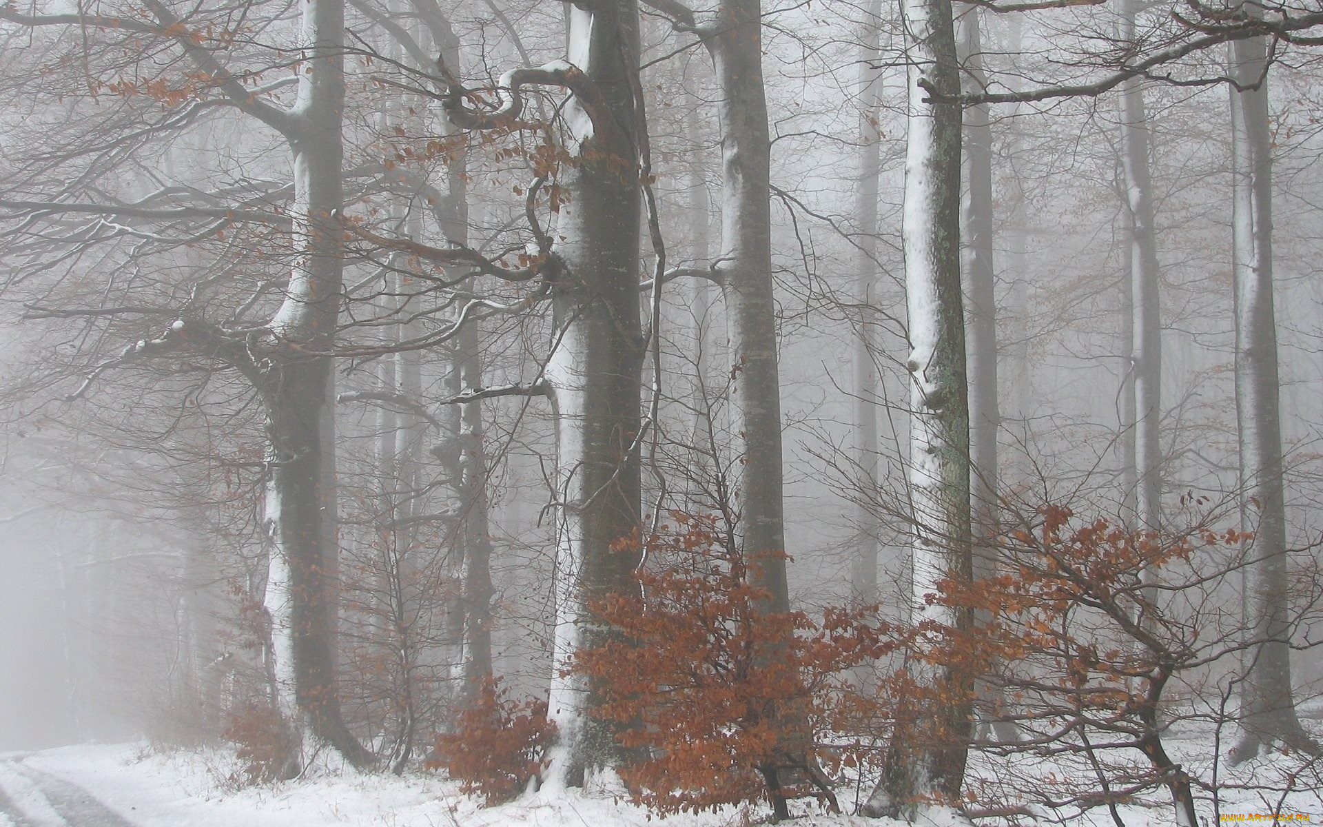 природа, лес, зима