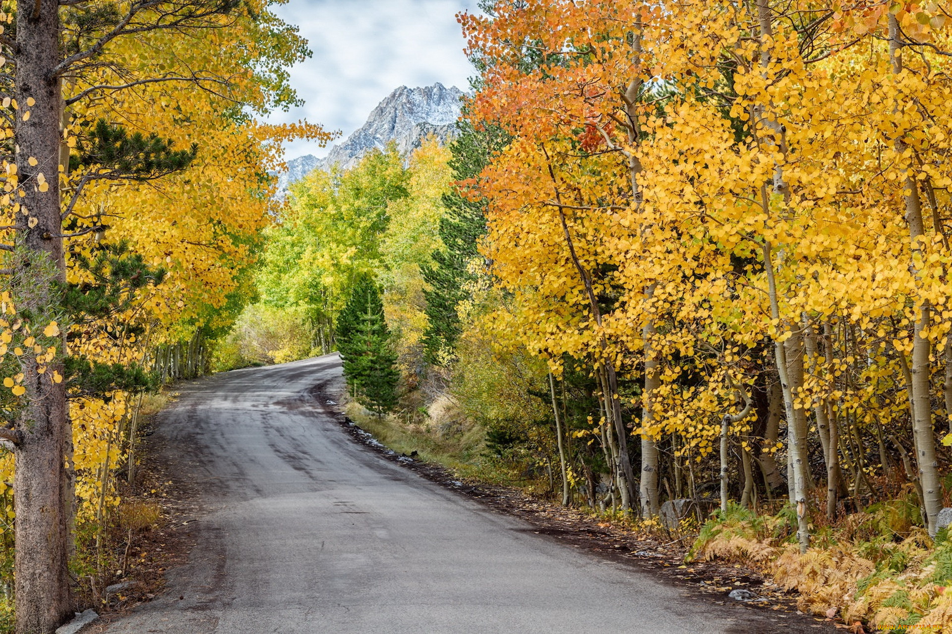 природа, дороги, осень, лес, дорога