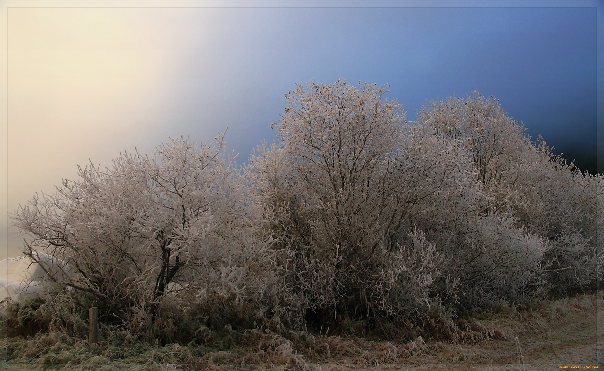 природа, зима, иней, деревья