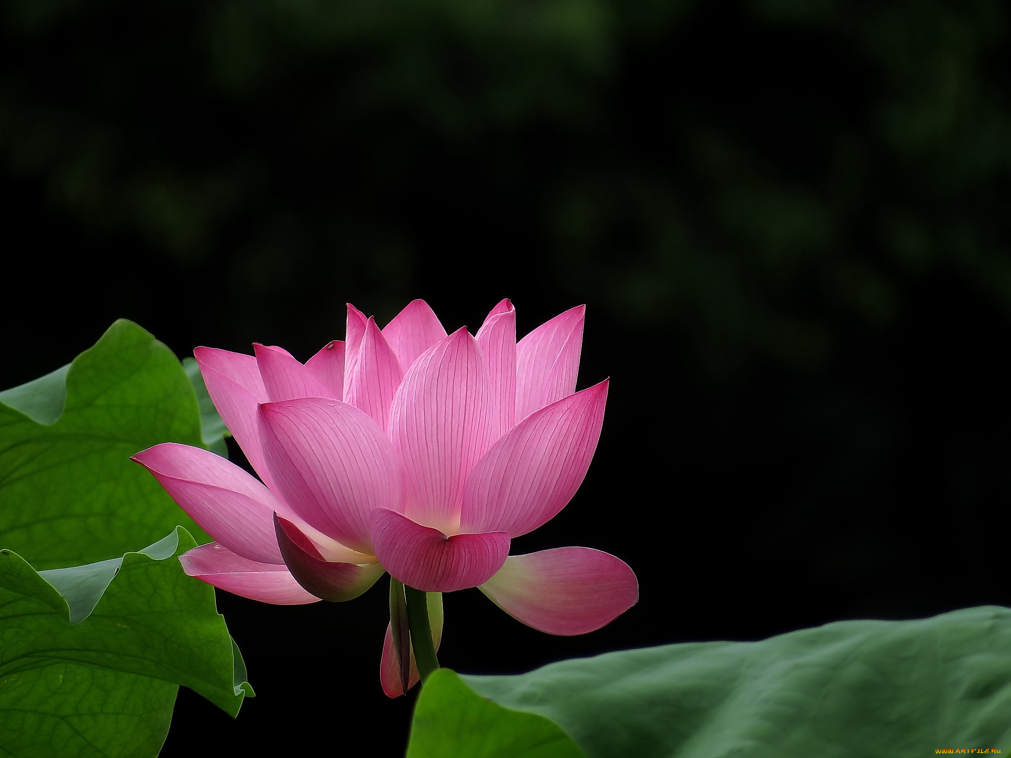 цветы, лотосы, лепестки