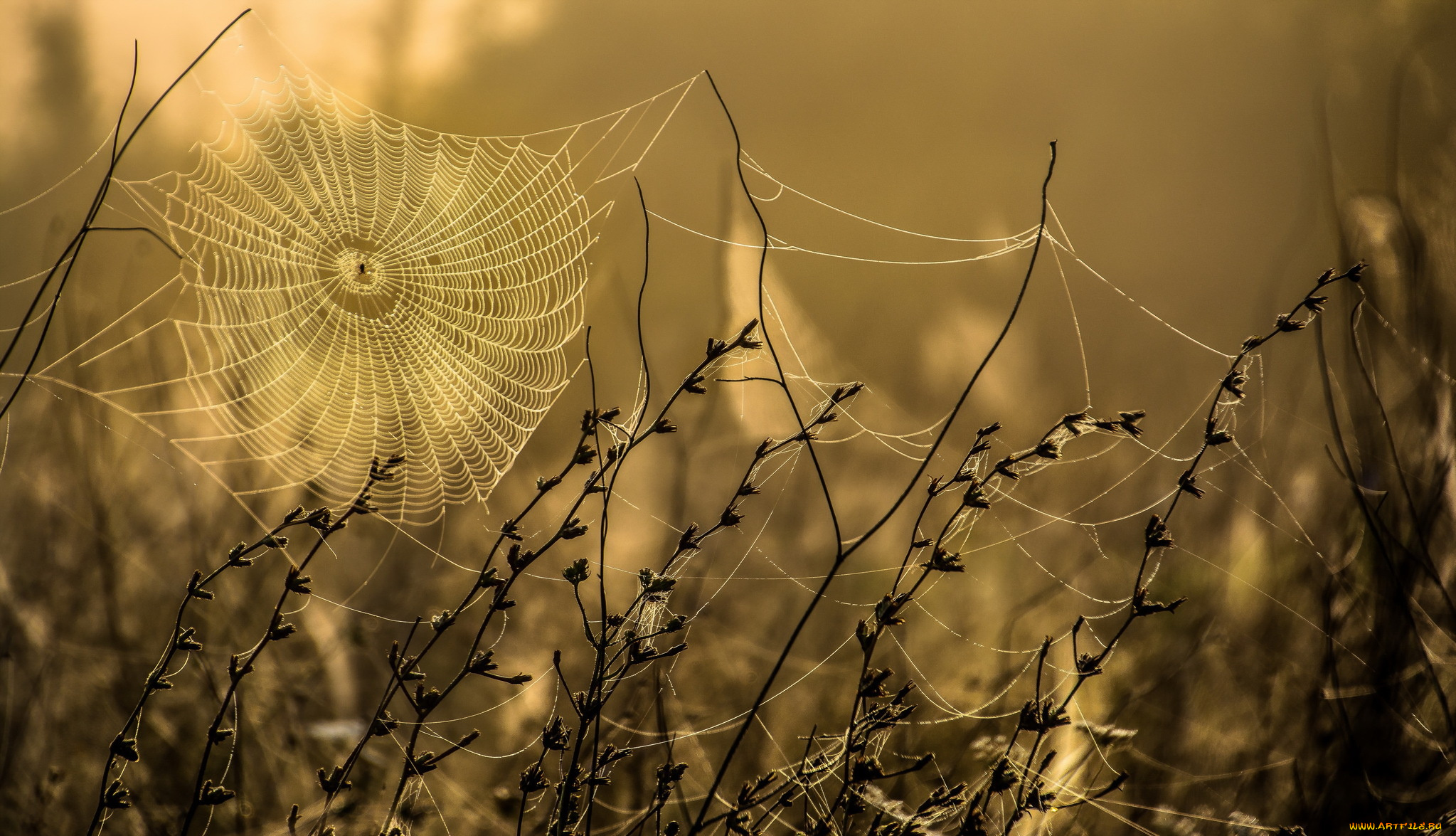 природа, макро, осень, паутина