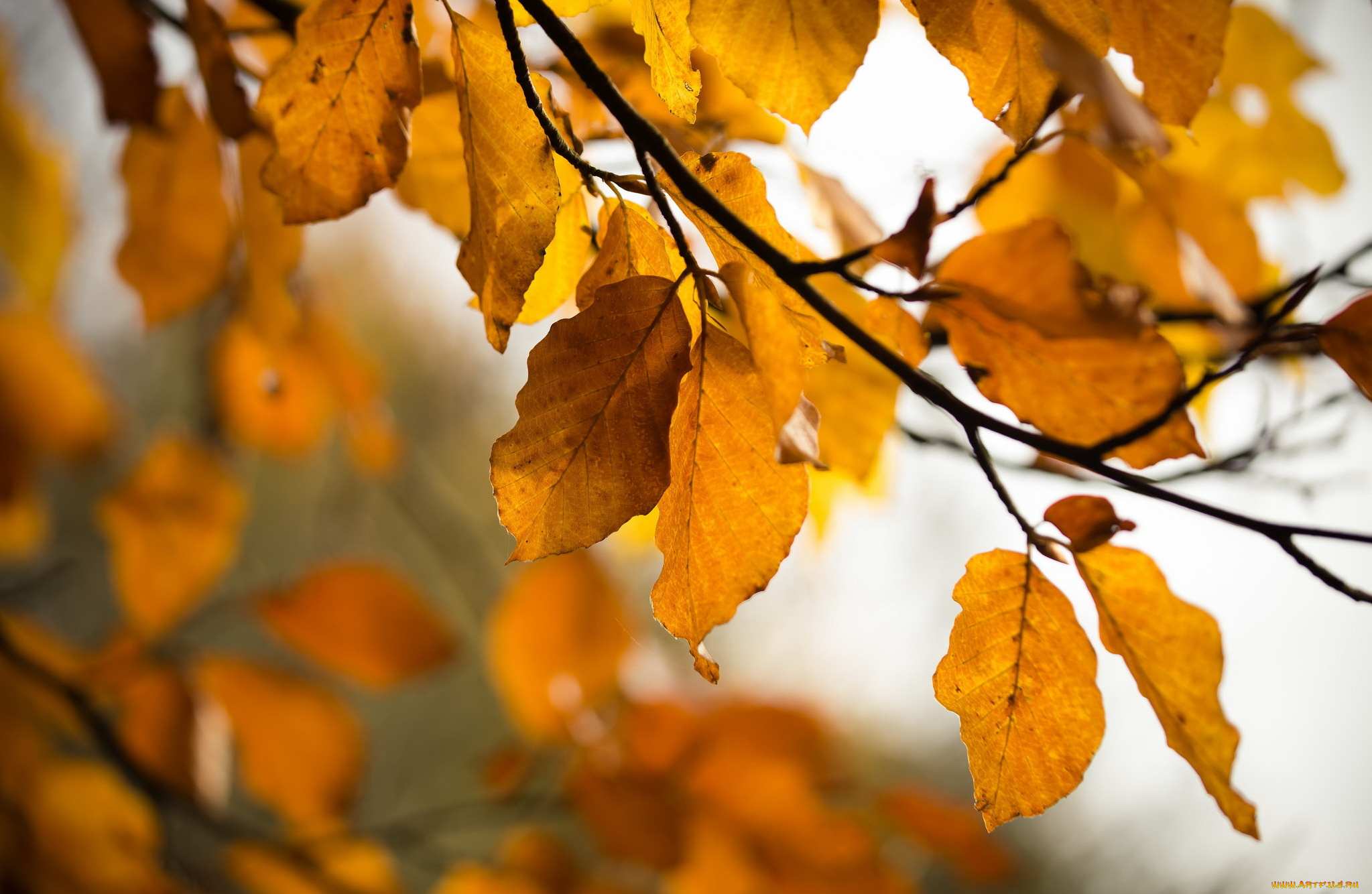 природа, листья, осень