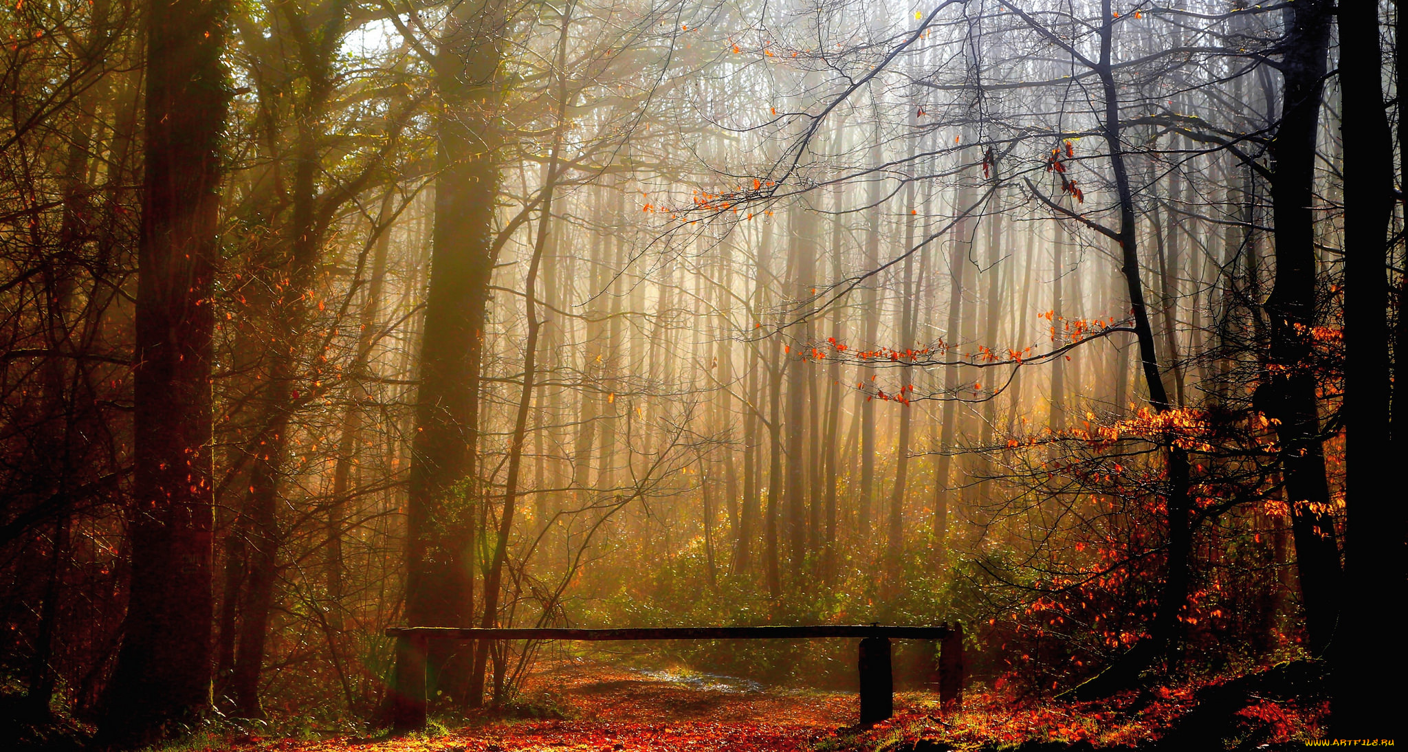 природа, лес, туман, осень