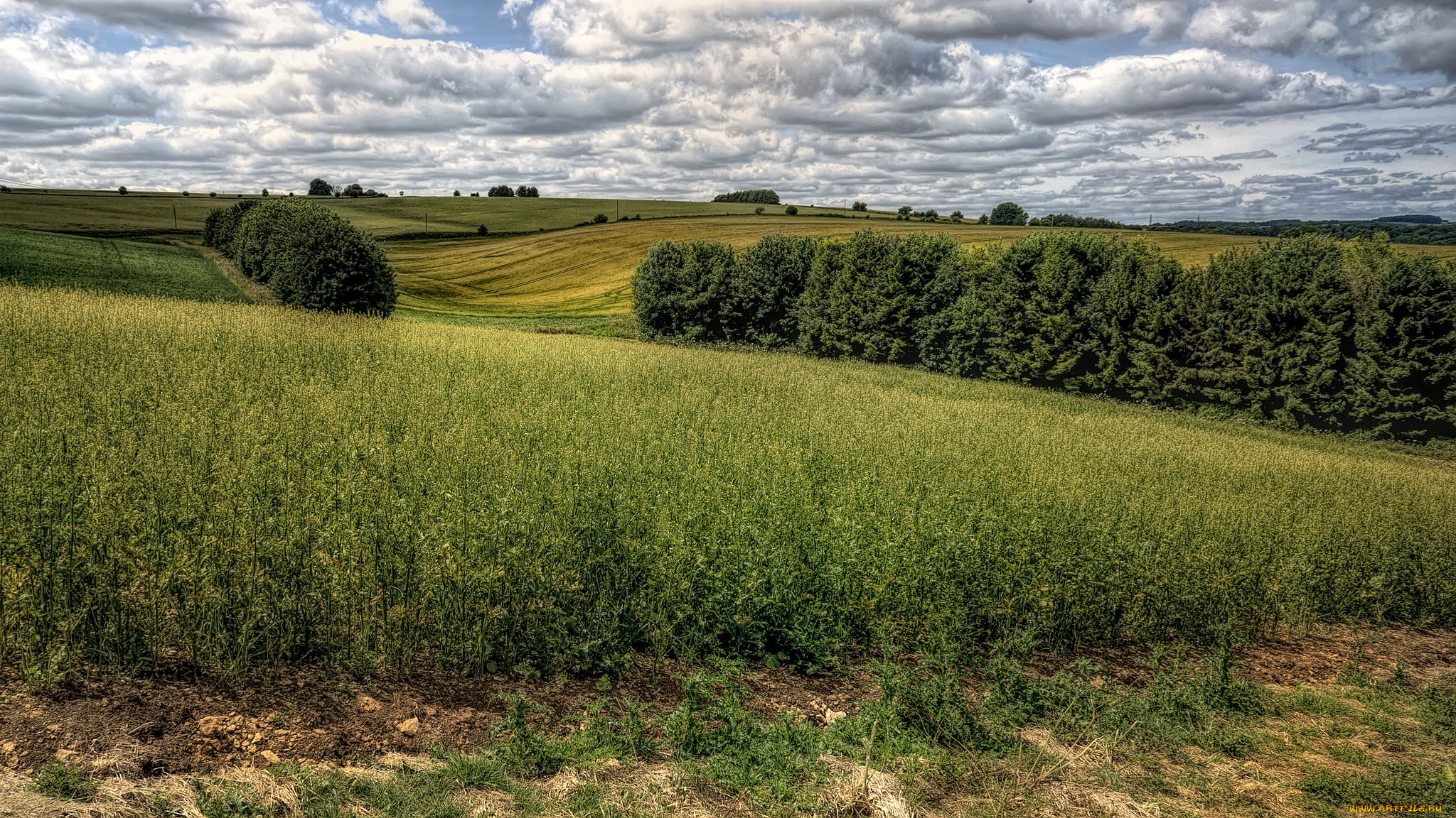 природа, поля, трава, поле