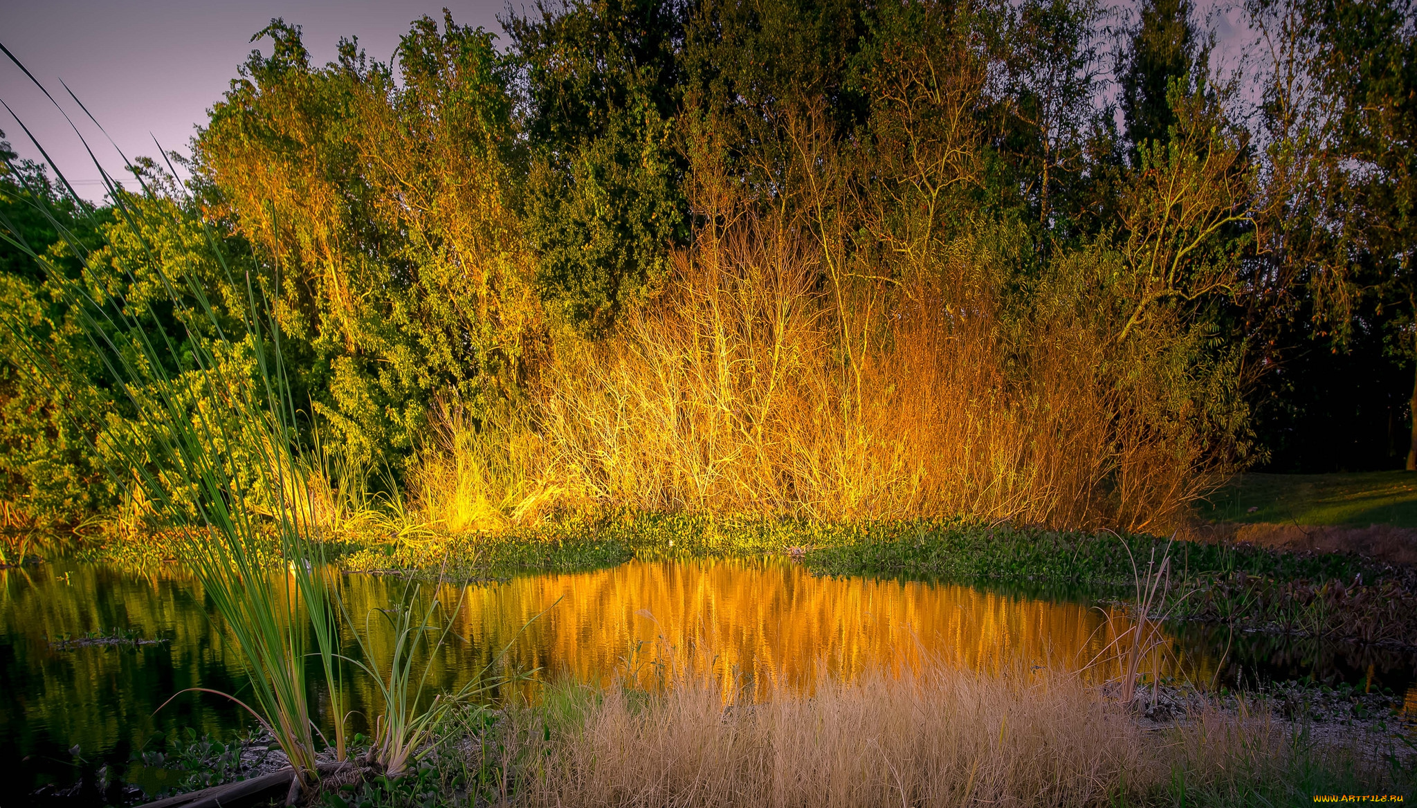 природа, реки, озера, река, лес