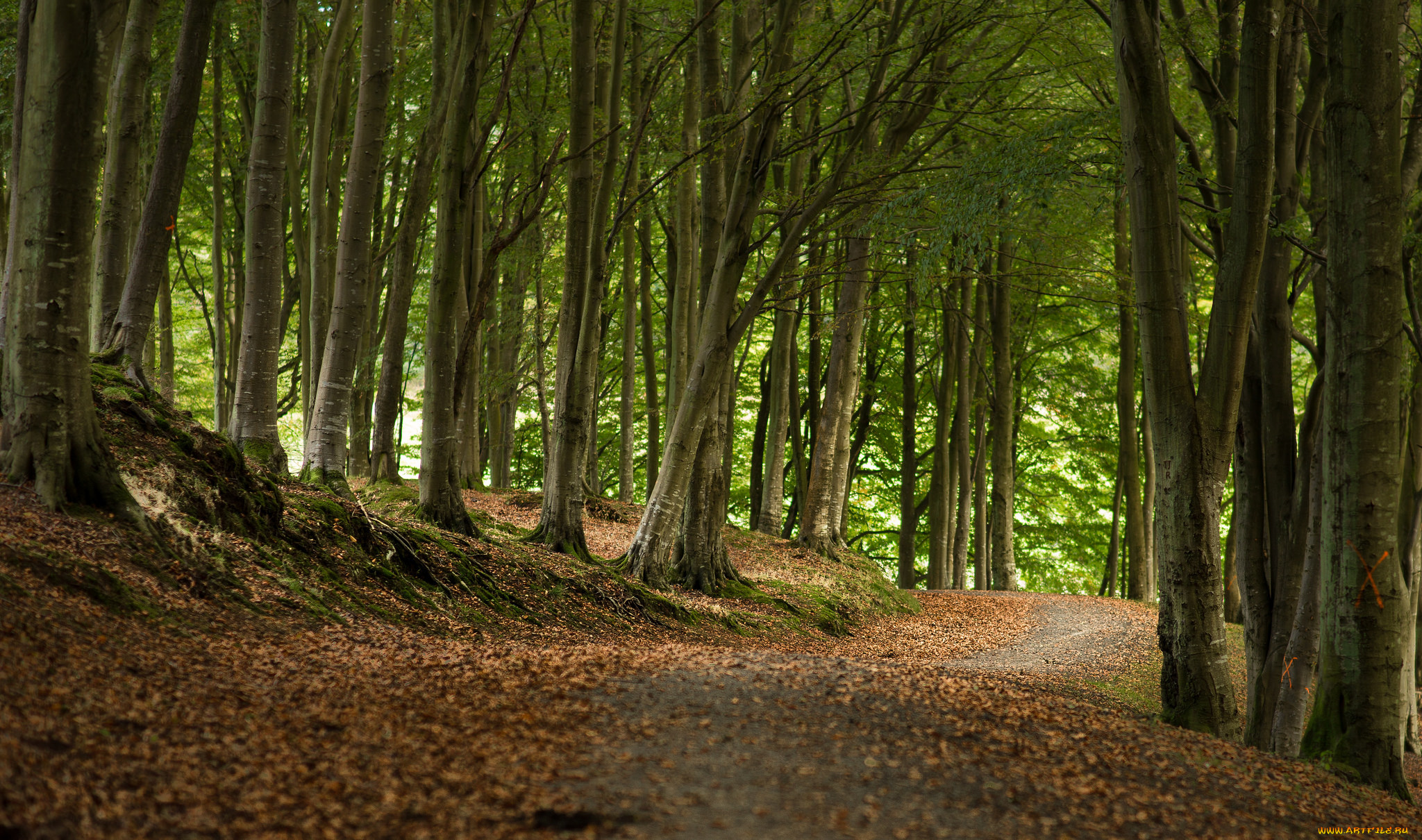 природа, дороги, лес, тропинка