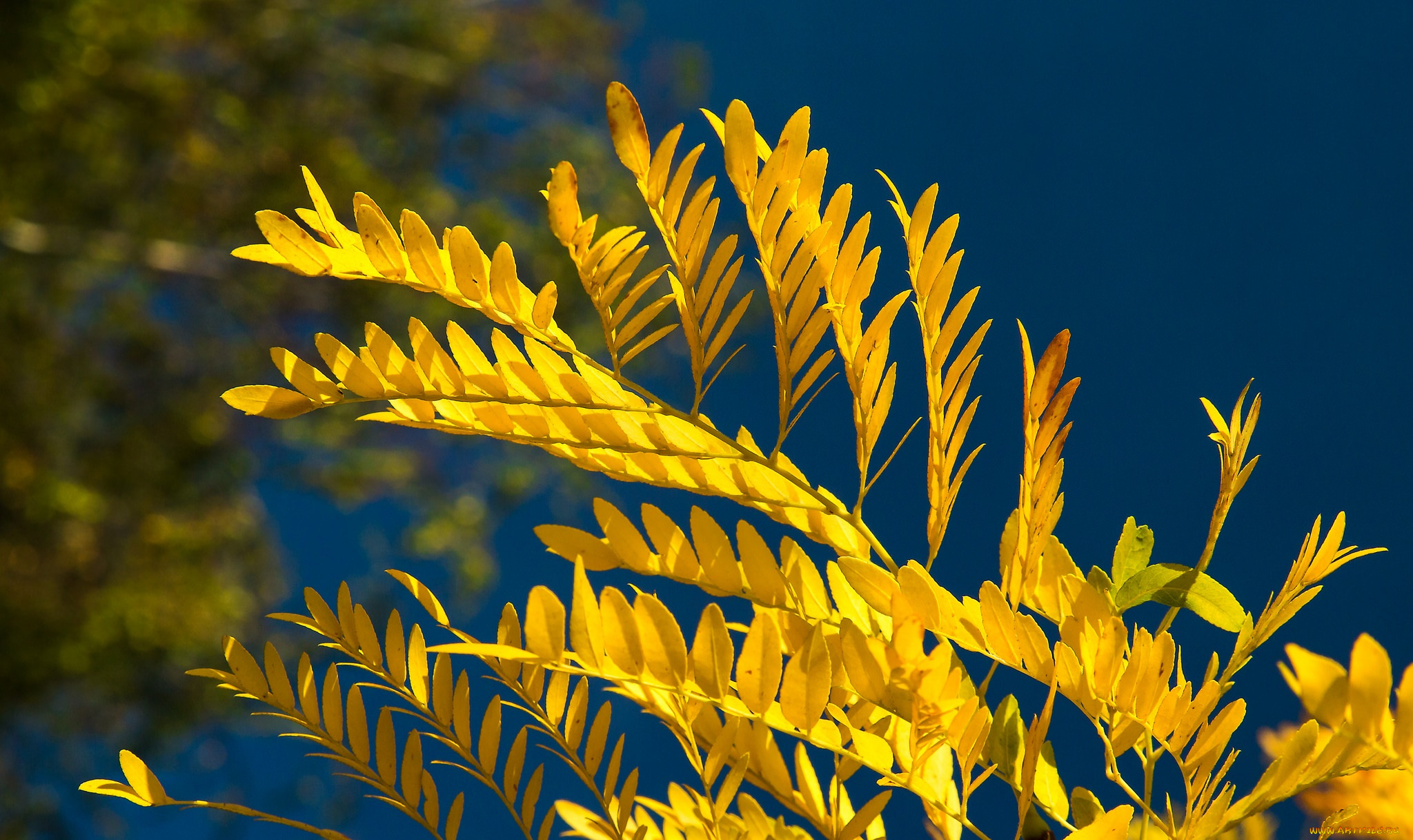 природа, листья, фон, осень