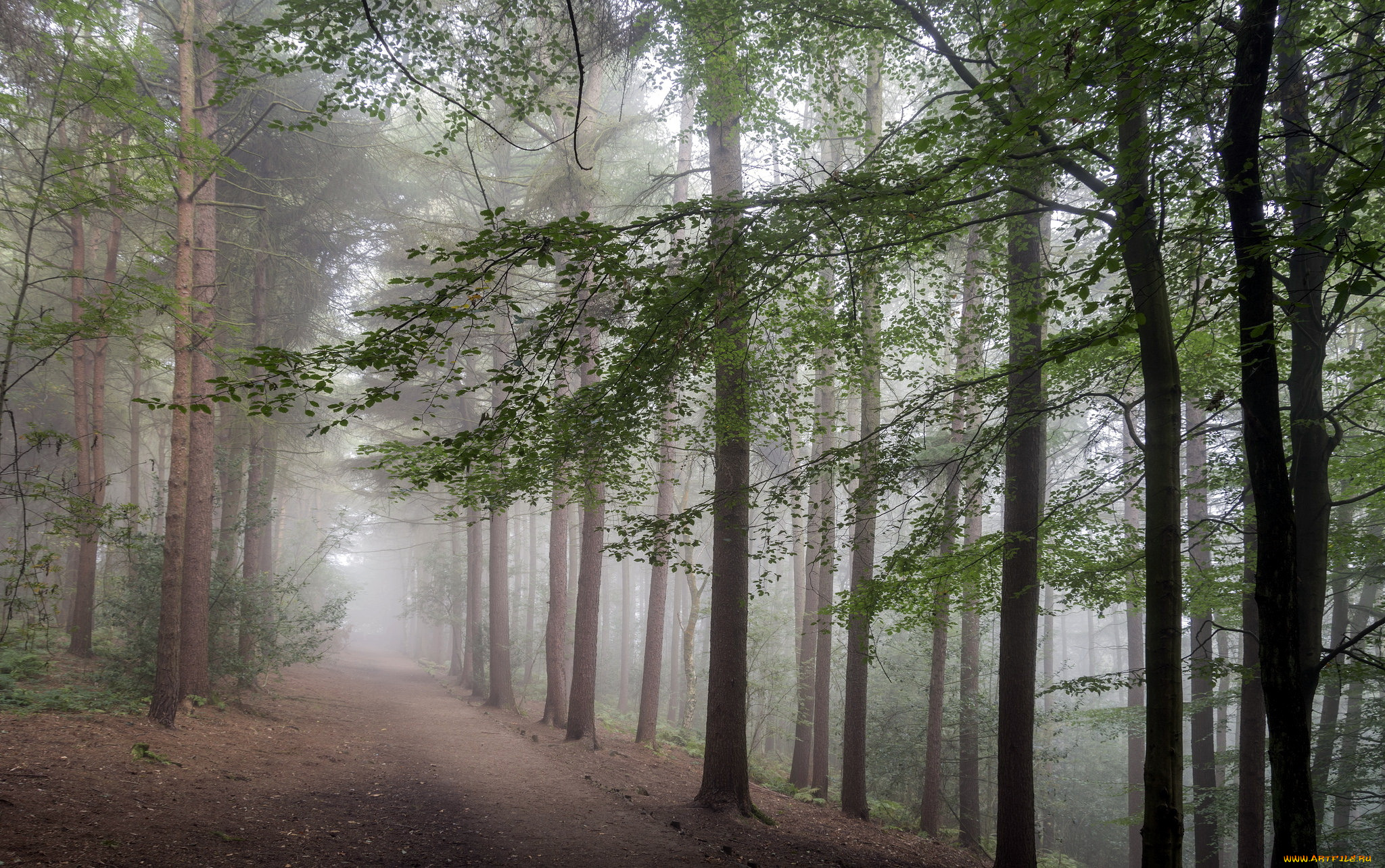природа, дороги, лес, туман