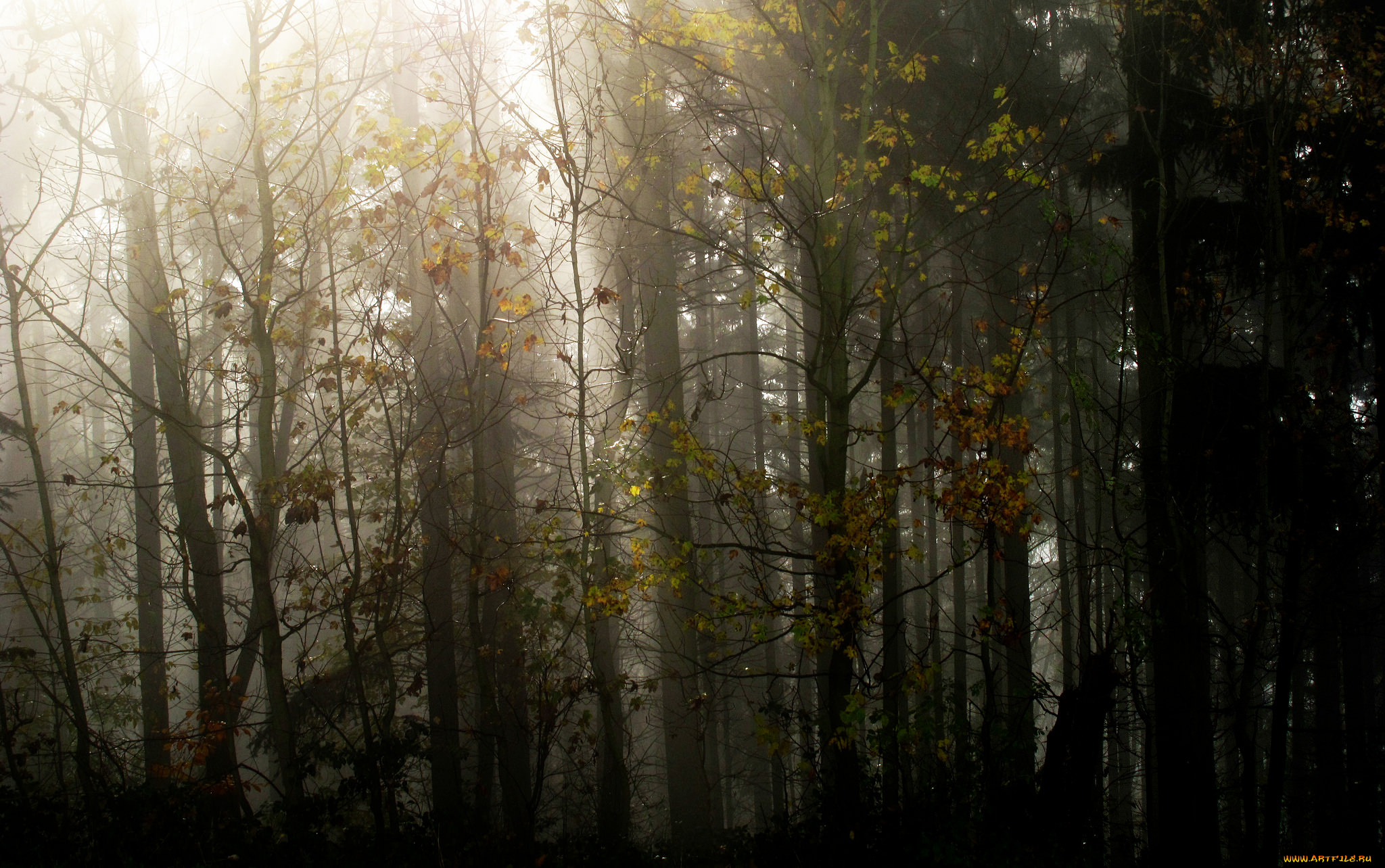 природа, лес, осень, деревья, туман